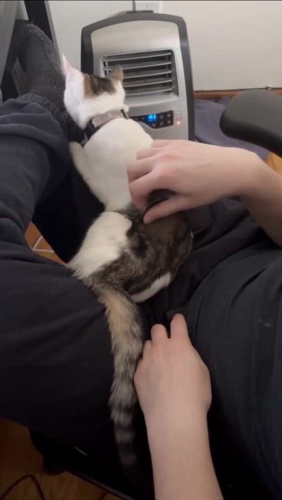 Enlarge Frida Kahlo, a ADOPTABLE Domestic Short Hair in Weehawken, NJ video 6/6