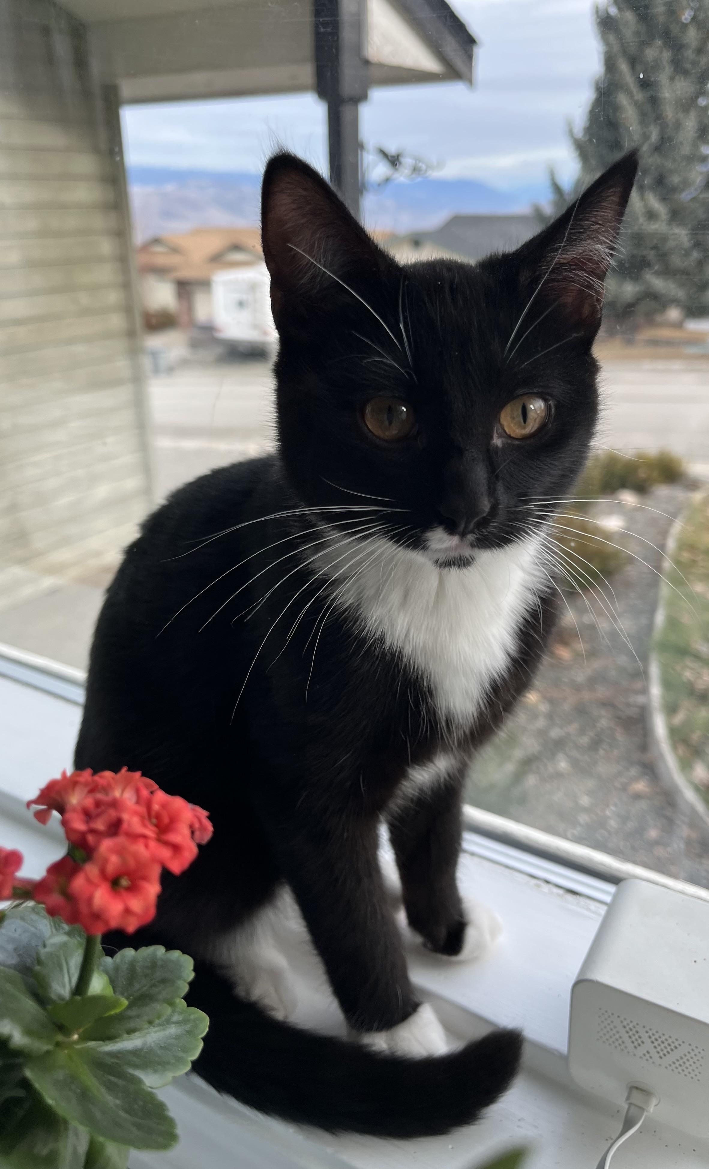 01032026B, Adopted, Young Female Domestic Short Hair.
