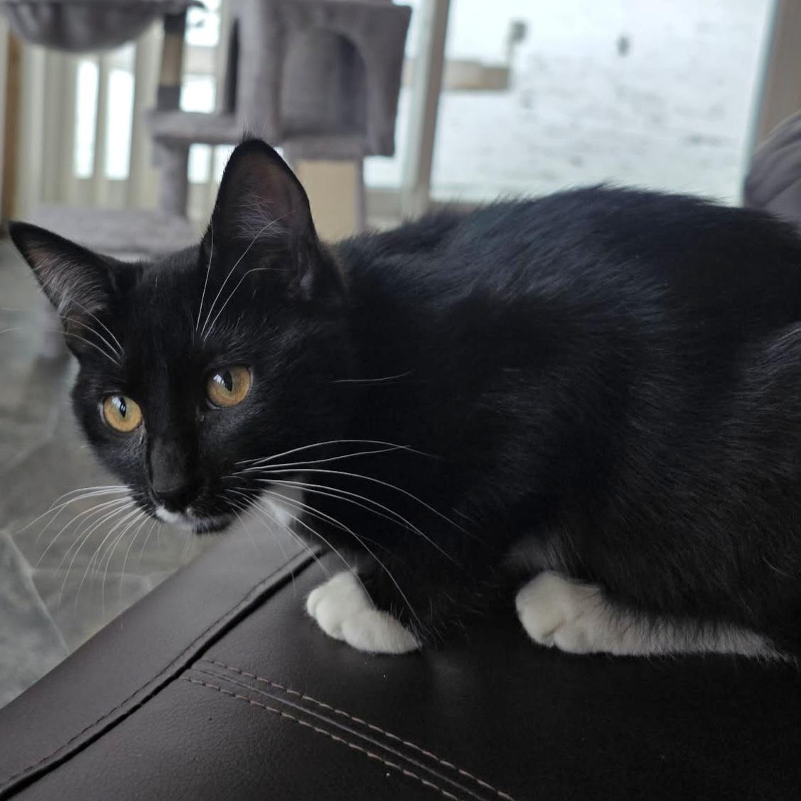 01032026B, a Adopted mixed breed in Kamloops, BC image 6/6