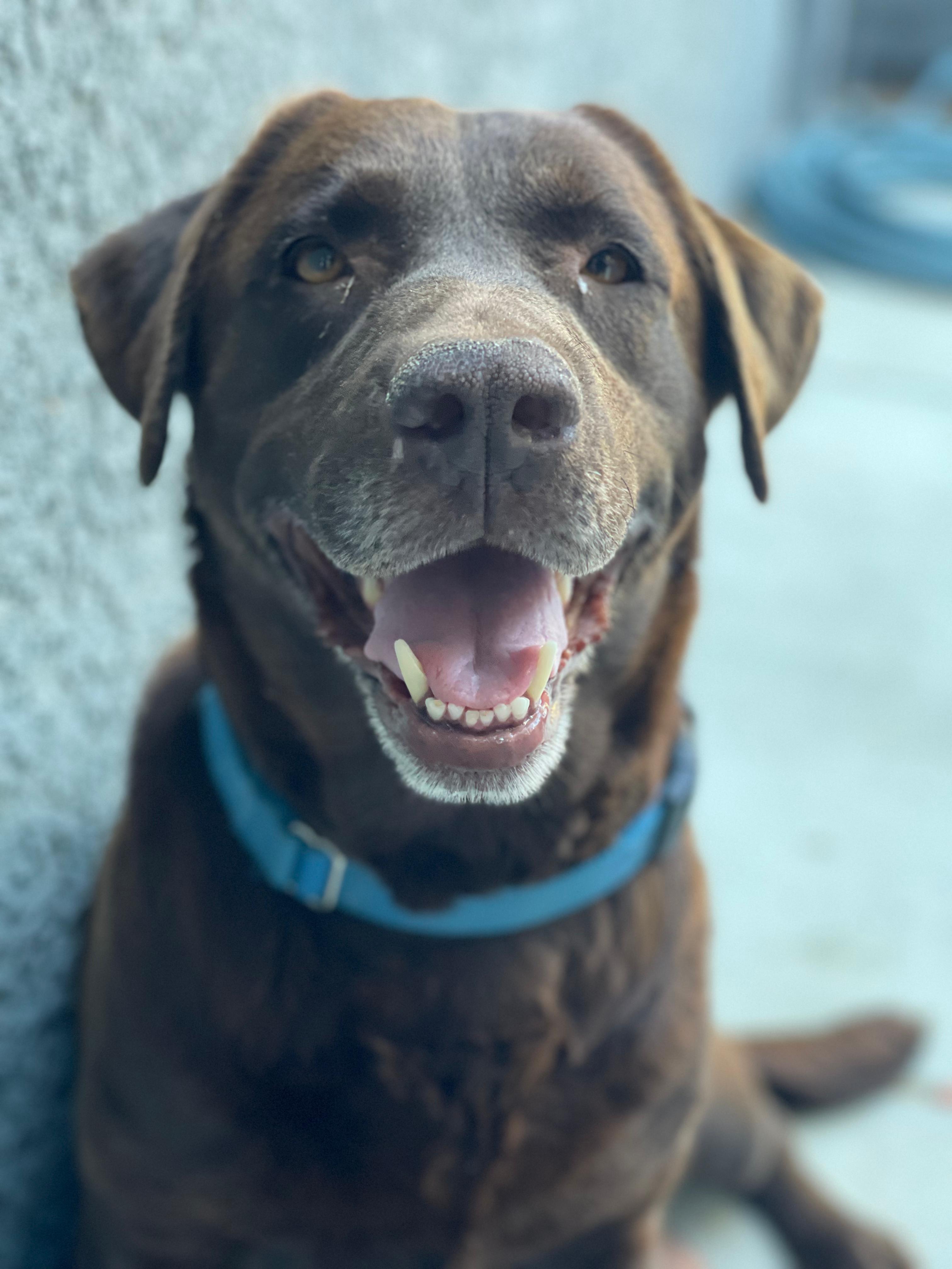 Enlarge MAMA COOKIE, a Adoptable Labrador Retriever in Discovery Bay, CA image 1/1