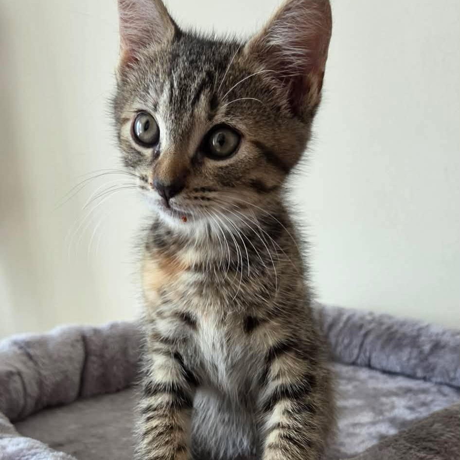 Carlisa (must adopt with Pleasant), adopted, Kitten Female Tabby.