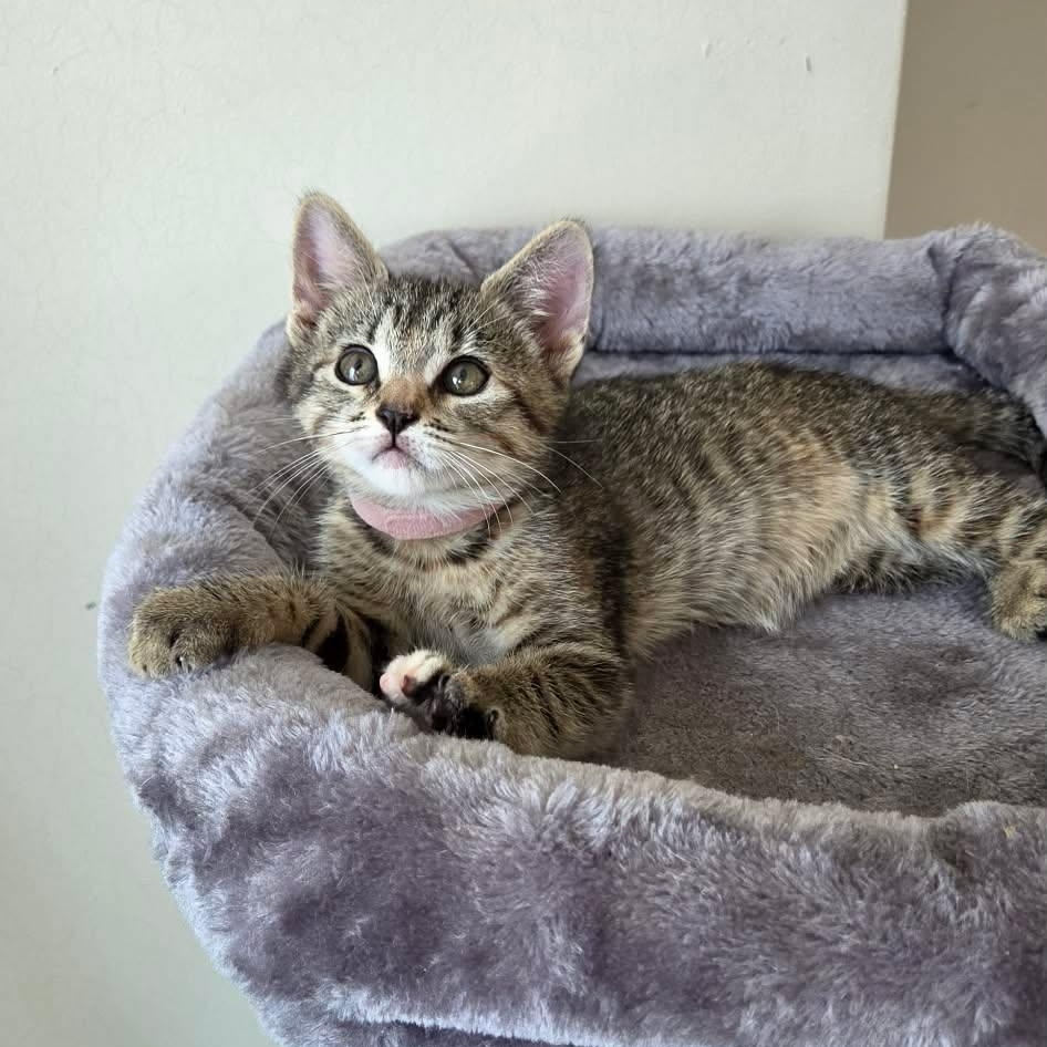 Carlisa (must adopt with Pleasant), an adopted Tabby in New Bedford, MA image 2/3