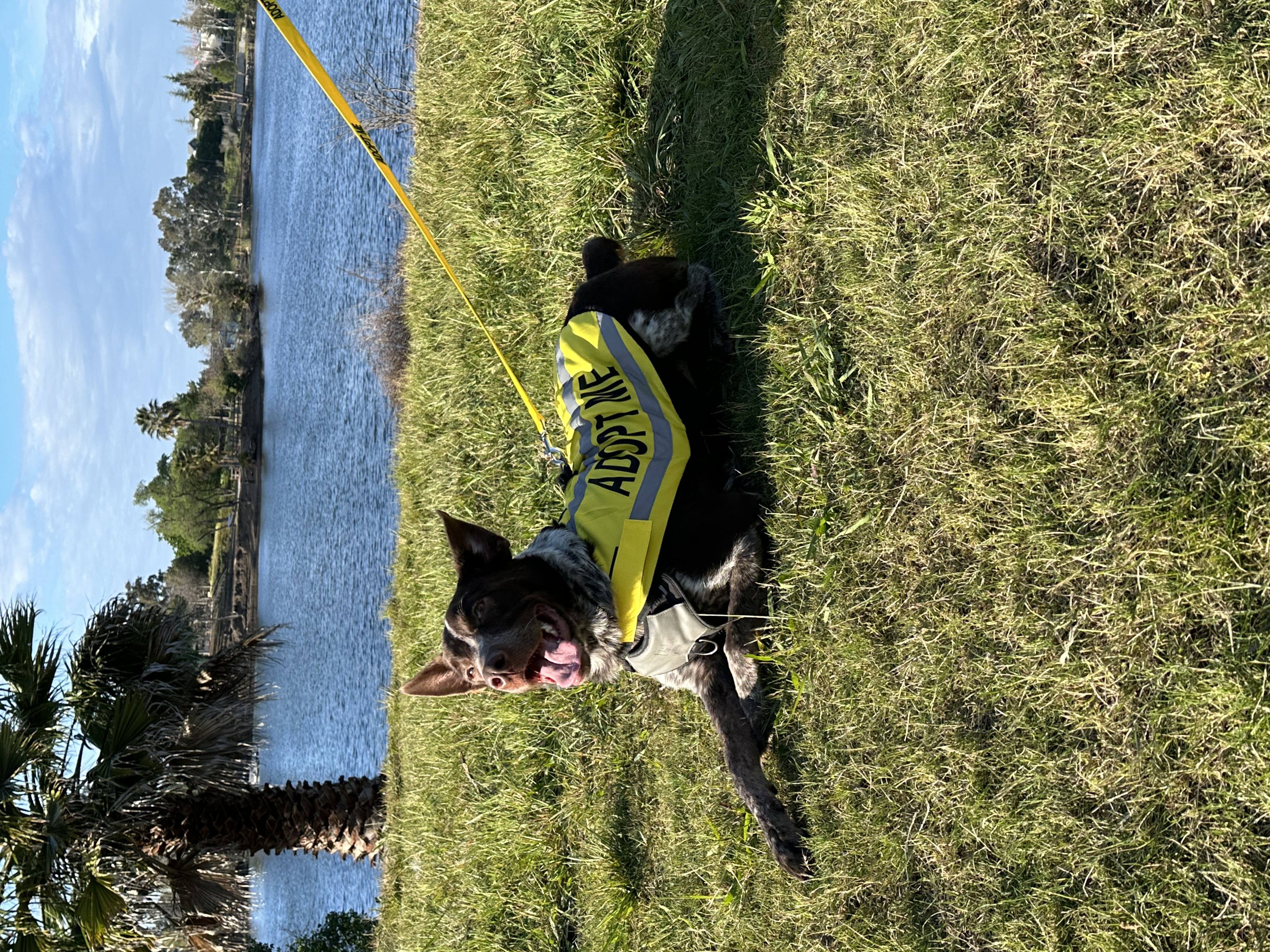 Enlarge Pacer, a Adopted German Shorthaired Pointer in San Jose, CA image 5/5