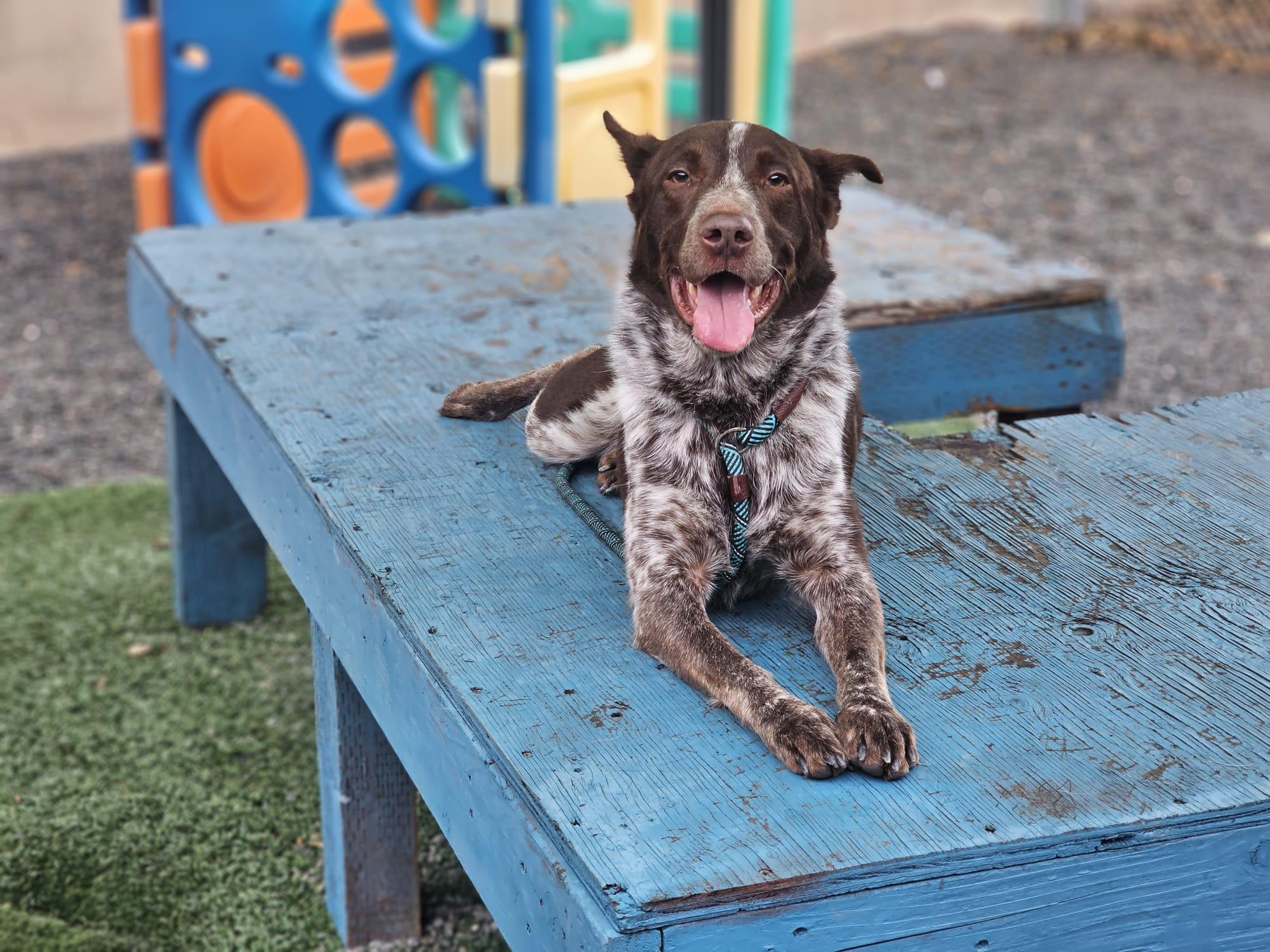 Enlarge Pacer, a Adopted German Shorthaired Pointer in San Jose, CA image 1/5