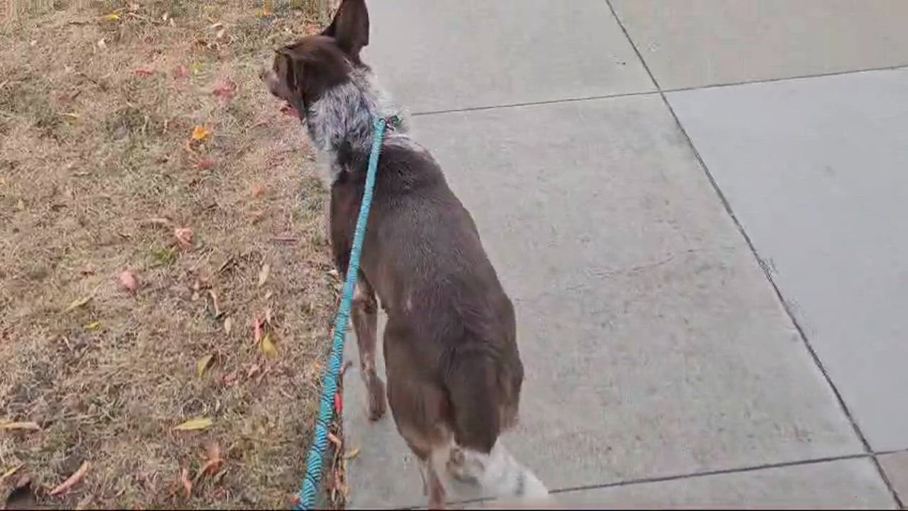 Enlarge Pacer, a Adopted German Shorthaired Pointer in San Jose, CA video 2/5