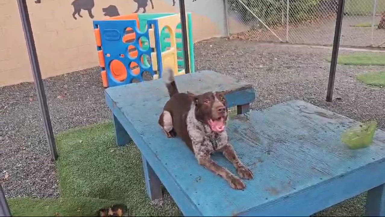 Enlarge Pacer, a Adopted German Shorthaired Pointer in San Jose, CA video 3/5