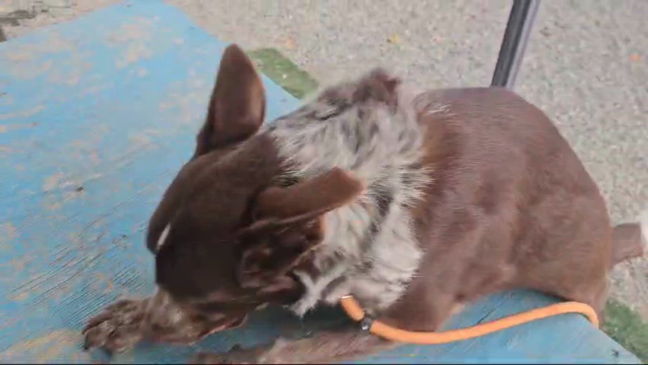 Enlarge Pacer, a Adopted German Shorthaired Pointer in San Jose, CA video 4/5