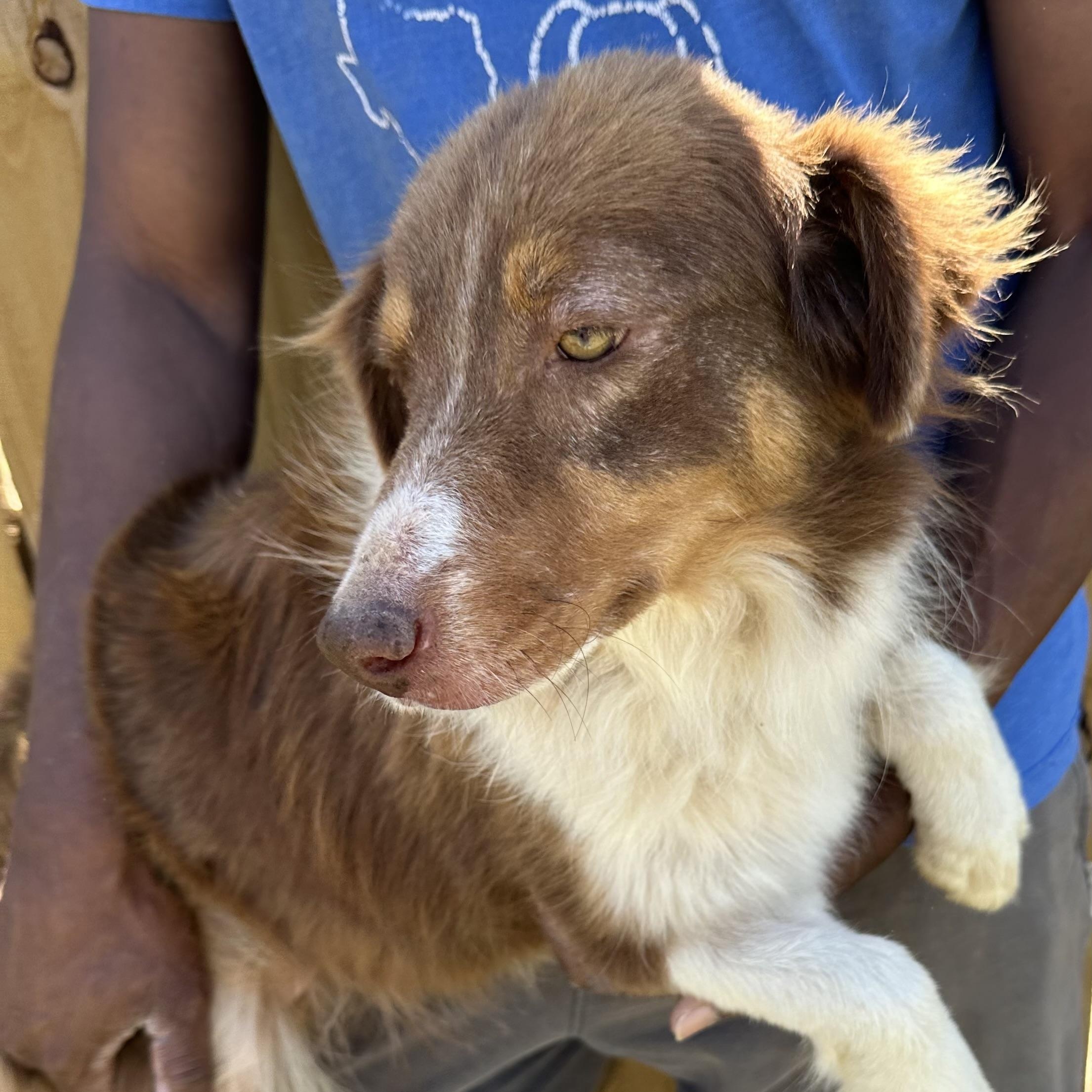 Rosey - Local April 10-12, adoptable, Young Female Australian Shepherd & Border Collie.