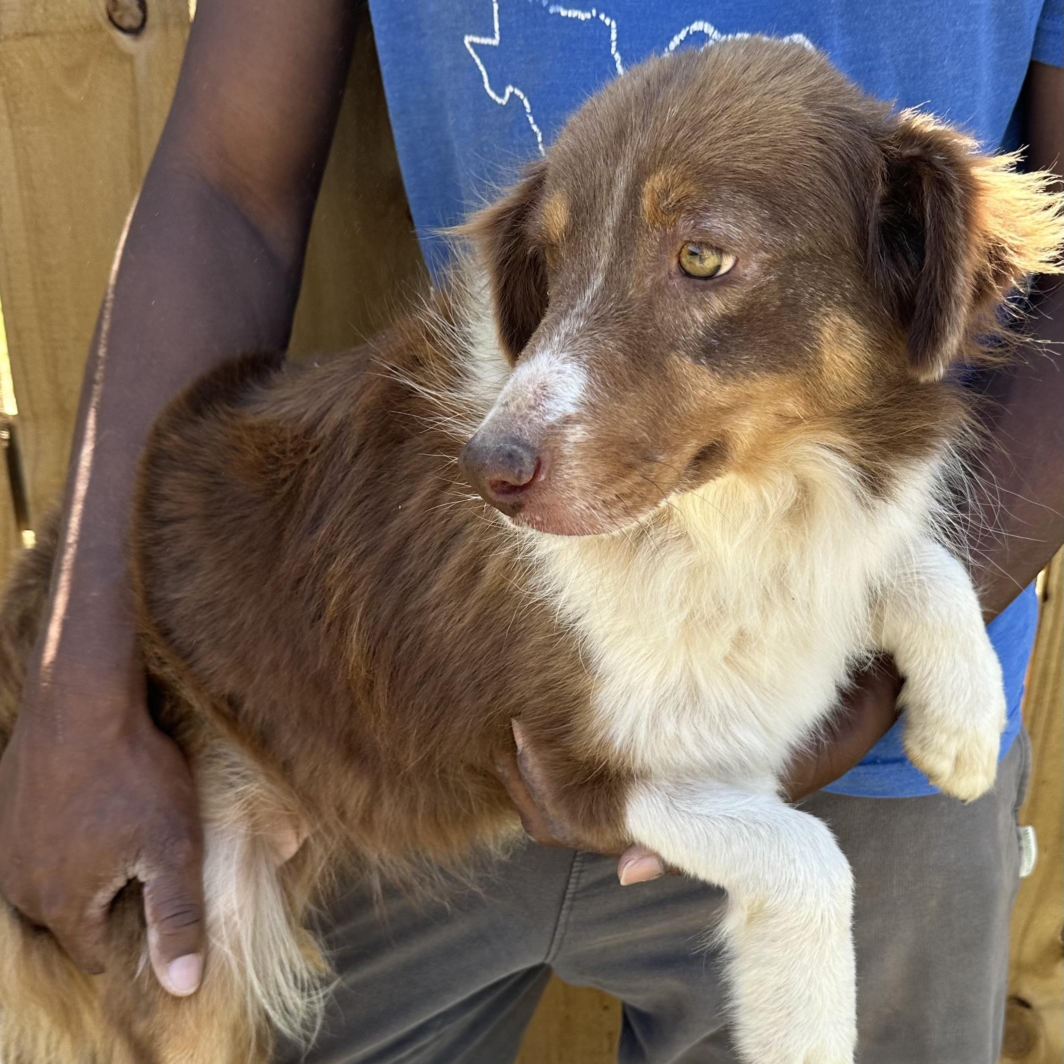 Enlarge Rosey - Local April 10-12, an adoptable mixed breed in Johnston, RI image 3/5