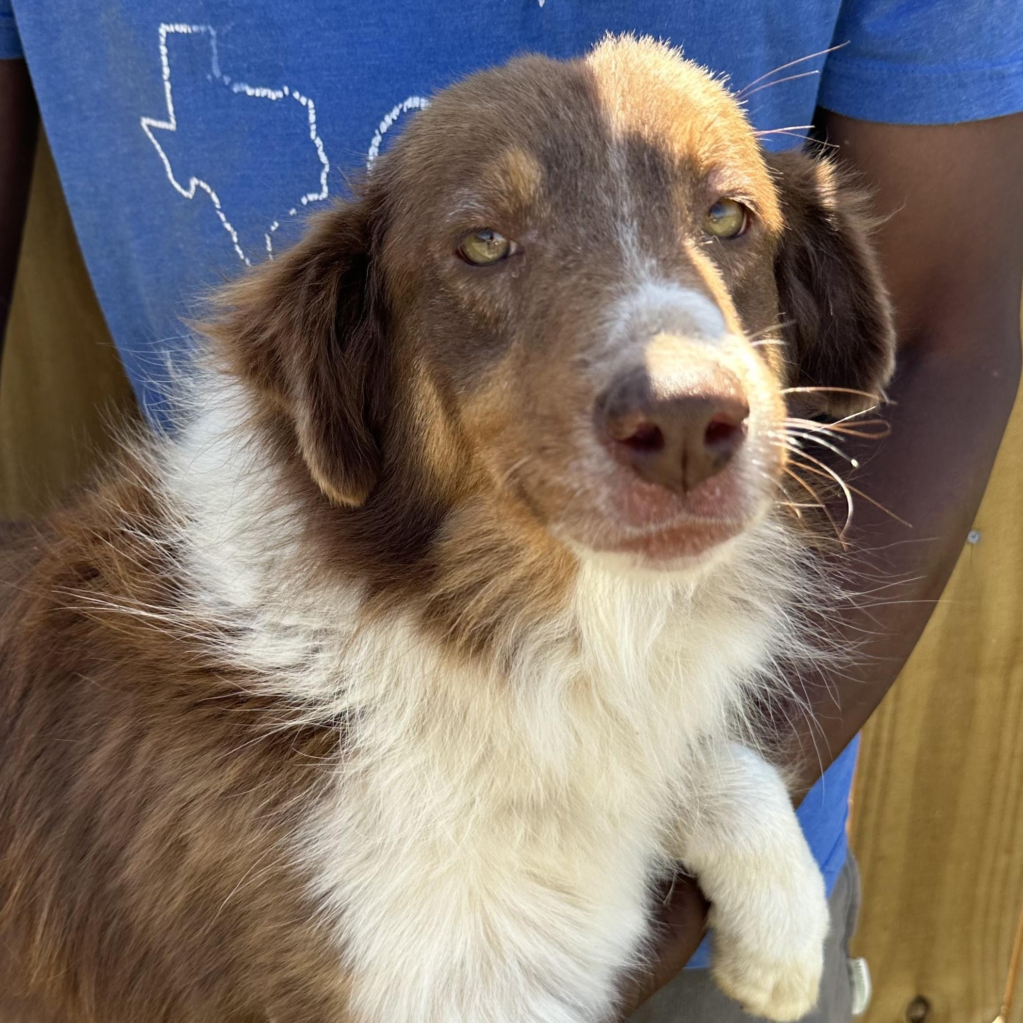 Enlarge Rosey - Local April 10-12, an adoptable mixed breed in Johnston, RI image 2/5