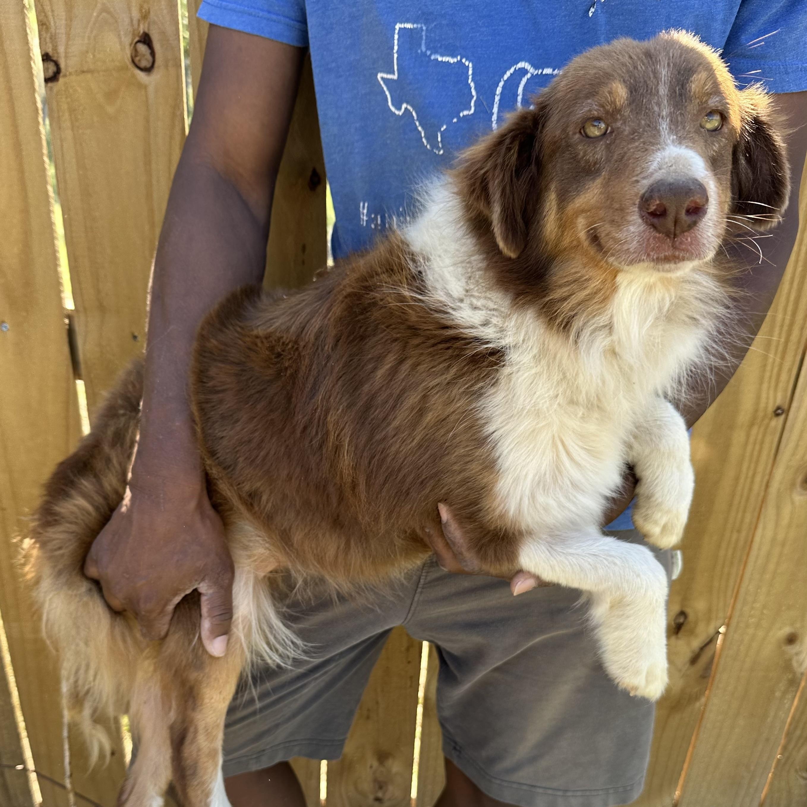 Enlarge Rosey - Local April 10-12, an adoptable mixed breed in Johnston, RI image 4/5