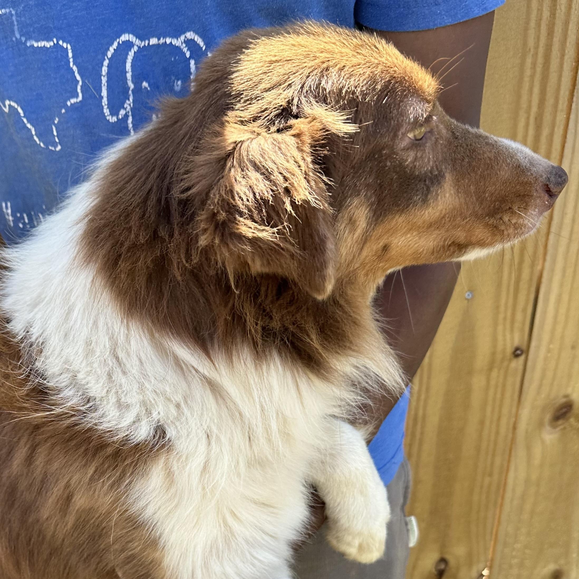 Enlarge Rosey - Local April 10-12, an adoptable mixed breed in Johnston, RI image 5/5