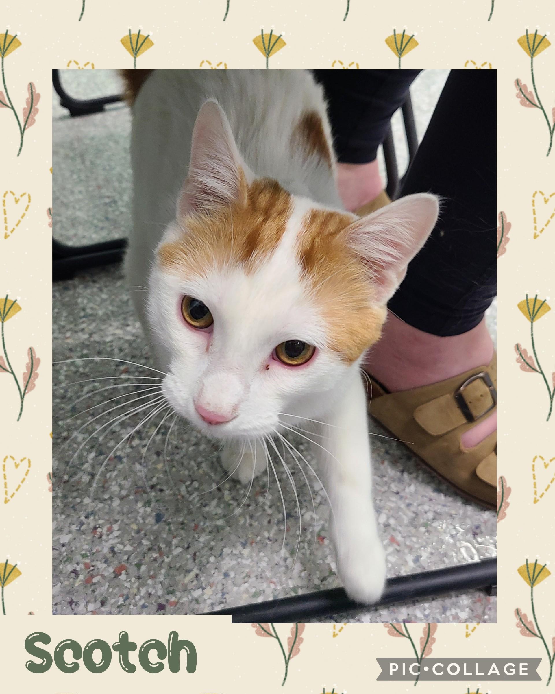 Enlarge Scotch, a ADOPTABLE Domestic Short Hair in Iron River, MI image 1/1