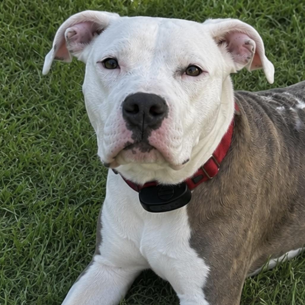 Nixie, Adoptable, Young Female Pit Bull Terrier.