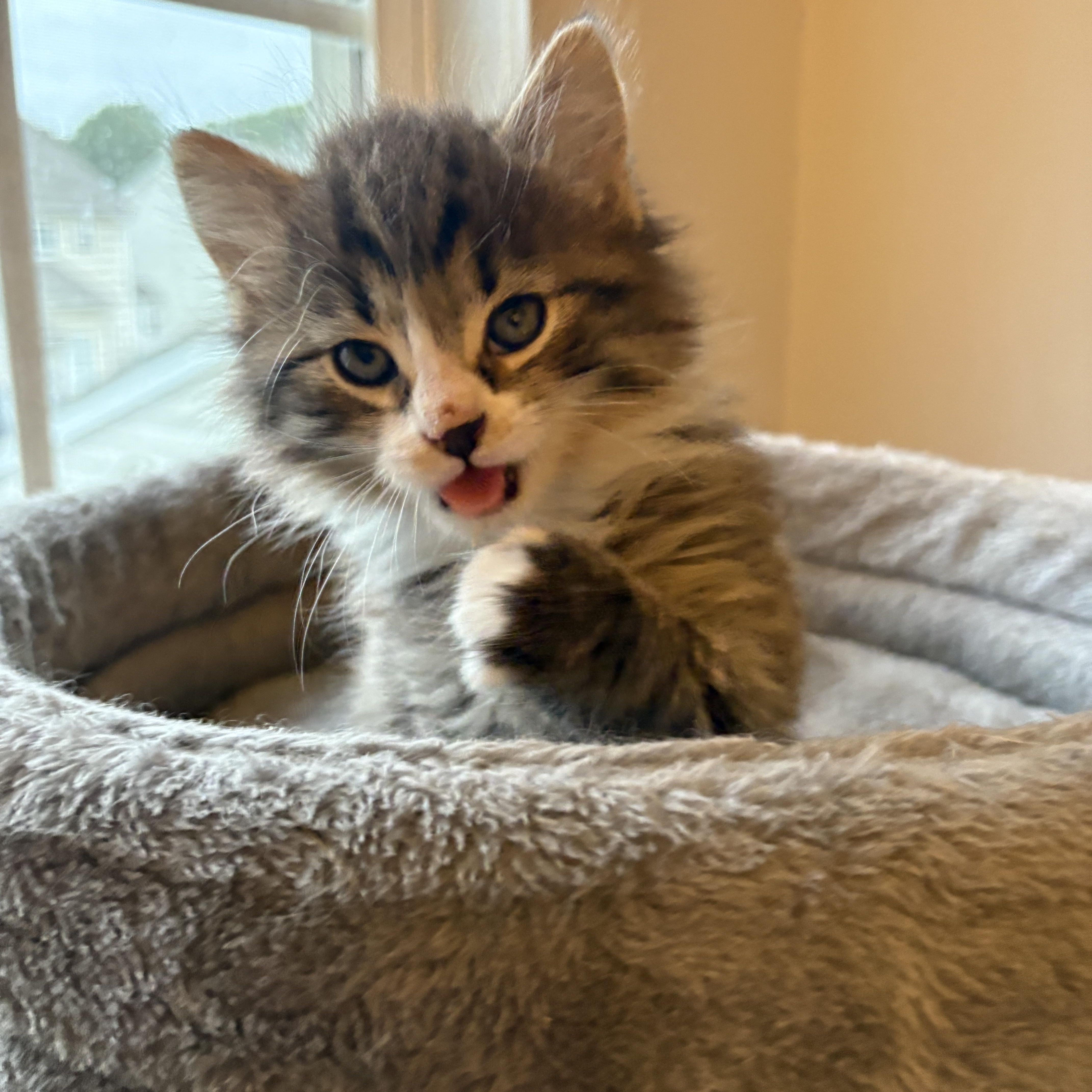 Willy, an adopted Domestic Long Hair in Charlotte, NC image 3/3