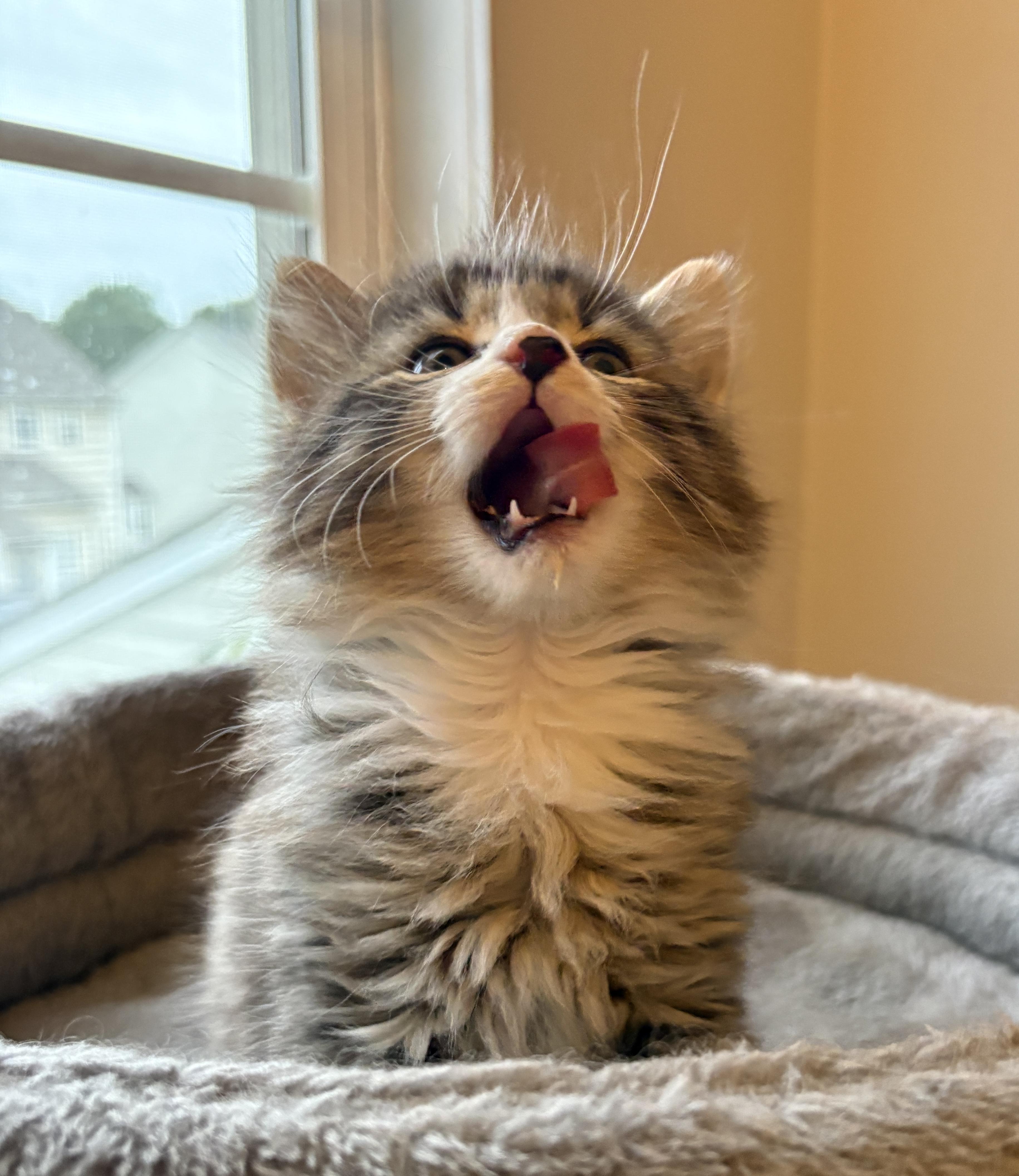 Willy, an adopted Domestic Long Hair in Charlotte, NC image 2/3