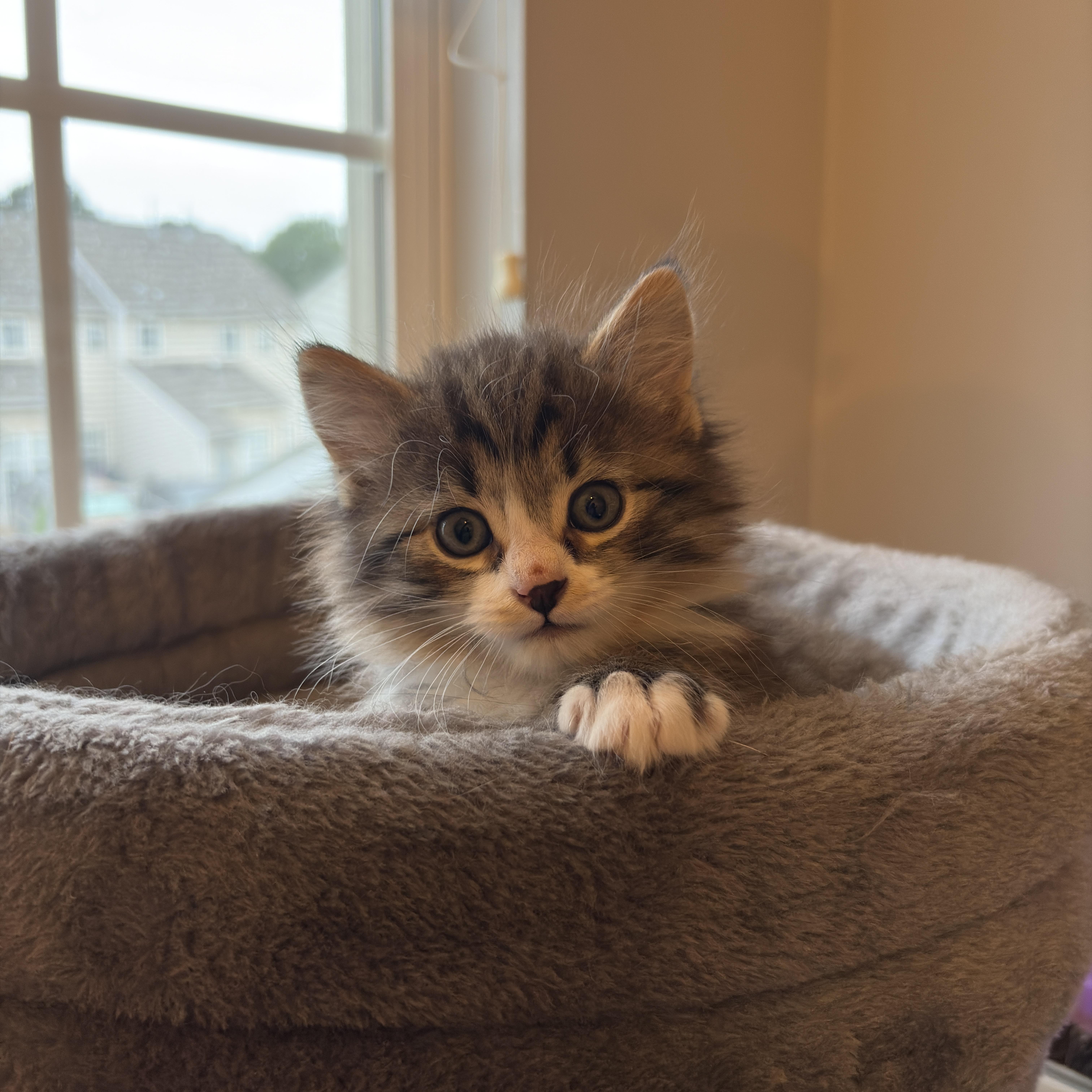Willy, an adopted Domestic Long Hair in Charlotte, NC image 1/3