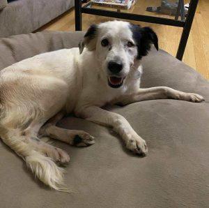 Celia, adoptable, Young Female Border Collie.