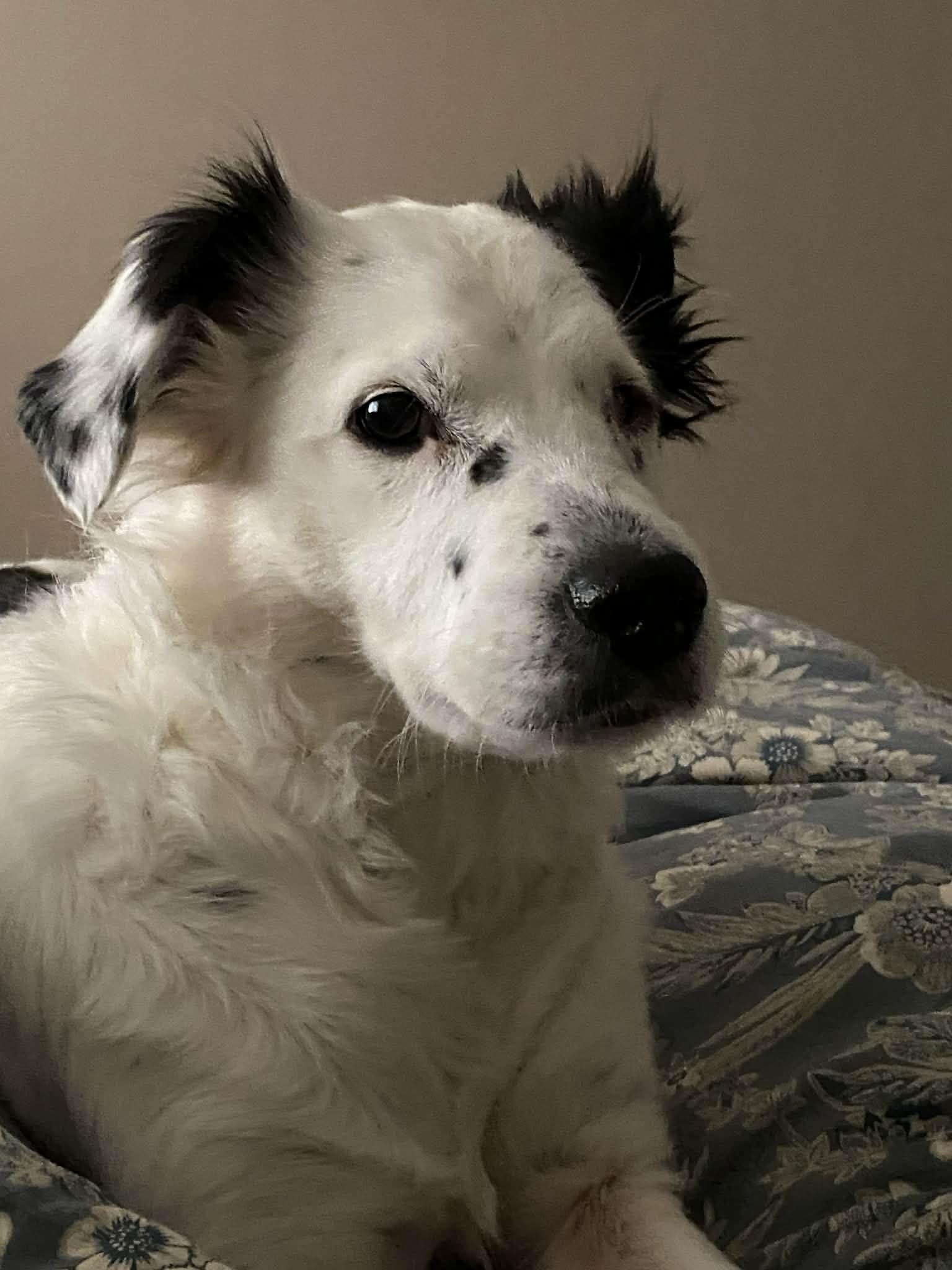 Celia, a ADOPTABLE mixed breed in King City, ON image 4/4