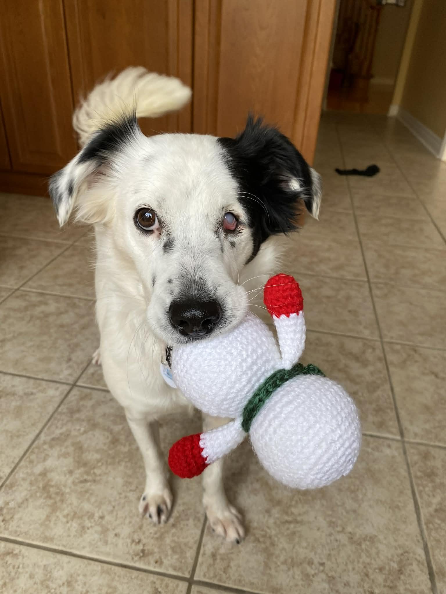 Celia, a ADOPTABLE mixed breed in King City, ON image 2/4