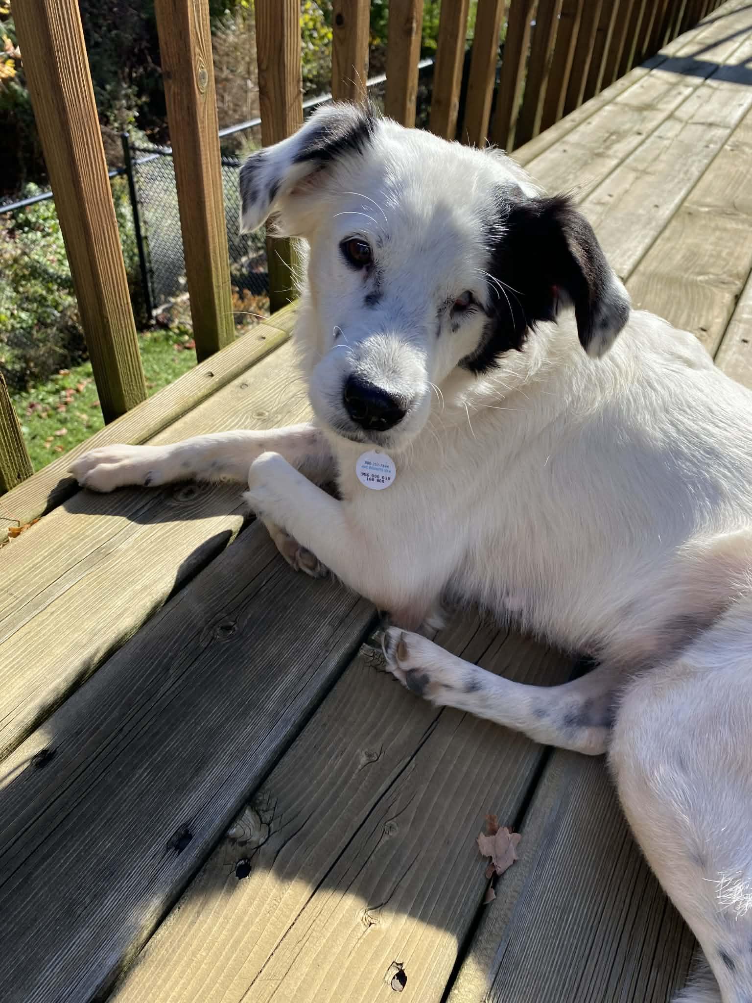 Celia, a ADOPTABLE mixed breed in King City, ON image 3/4