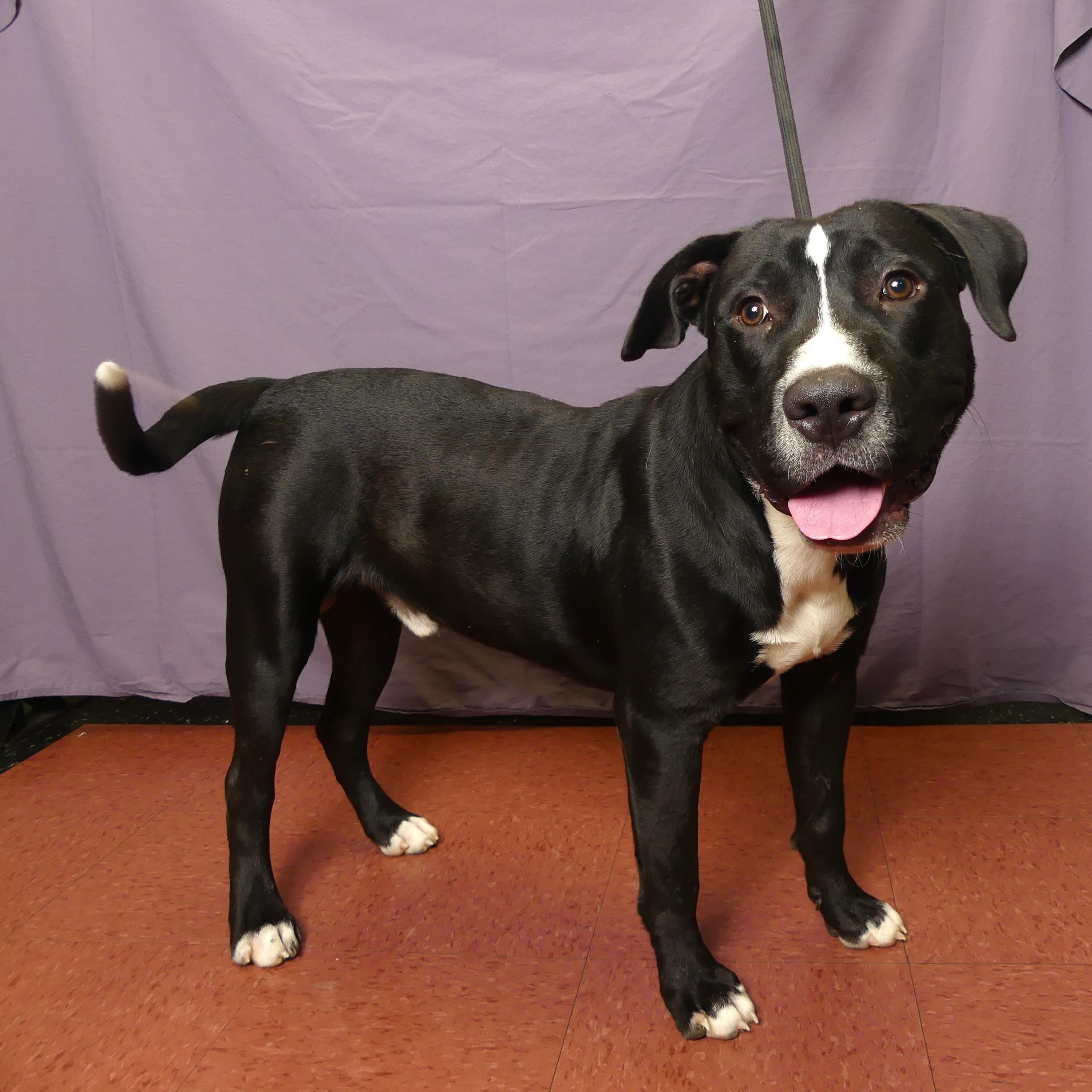 Enlarge RUFUS, a Adoptable mixed breed in Ukiah, CA image 1/5