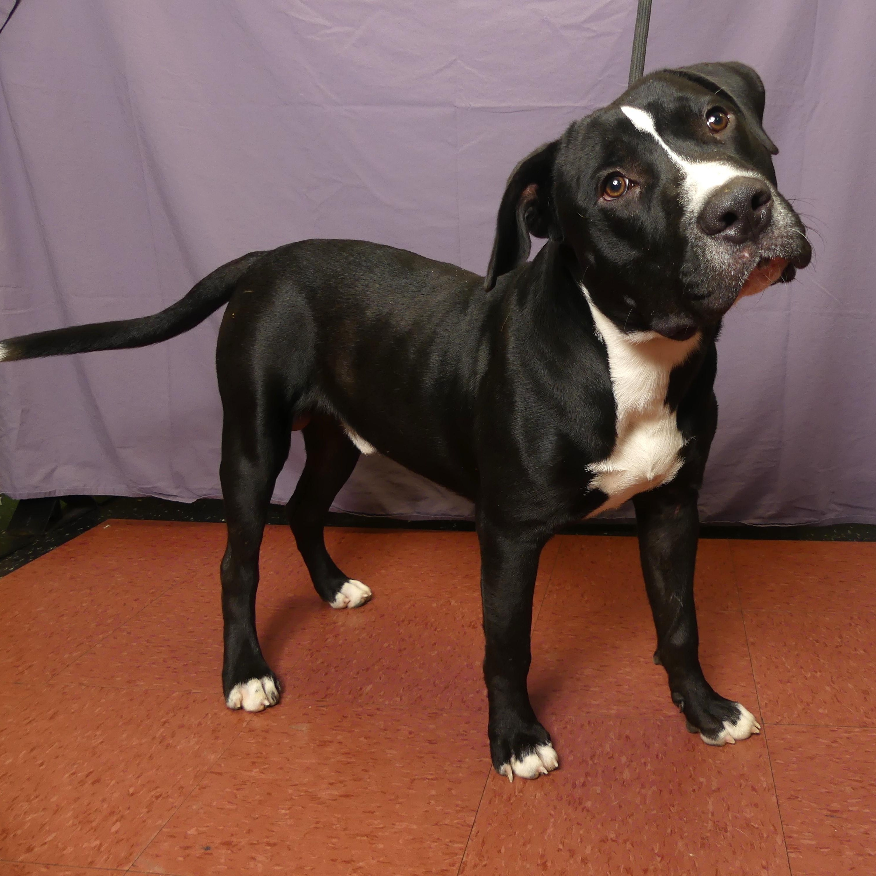 Enlarge RUFUS, a Adoptable mixed breed in Ukiah, CA image 3/5