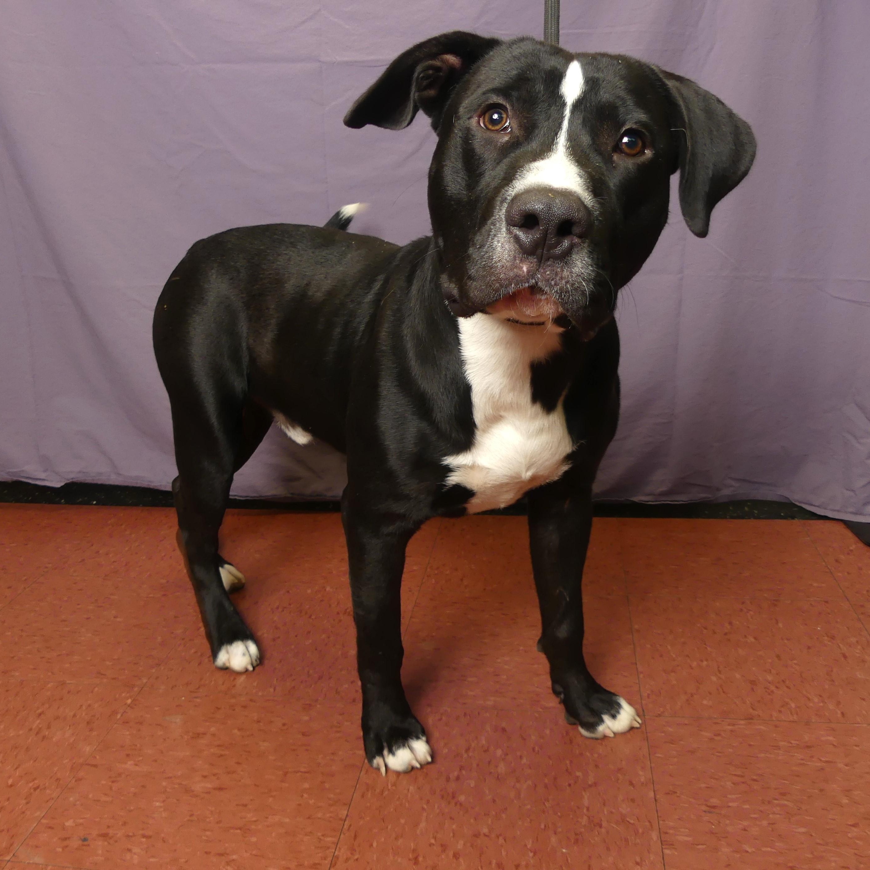 Enlarge RUFUS, a Adoptable mixed breed in Ukiah, CA image 4/5
