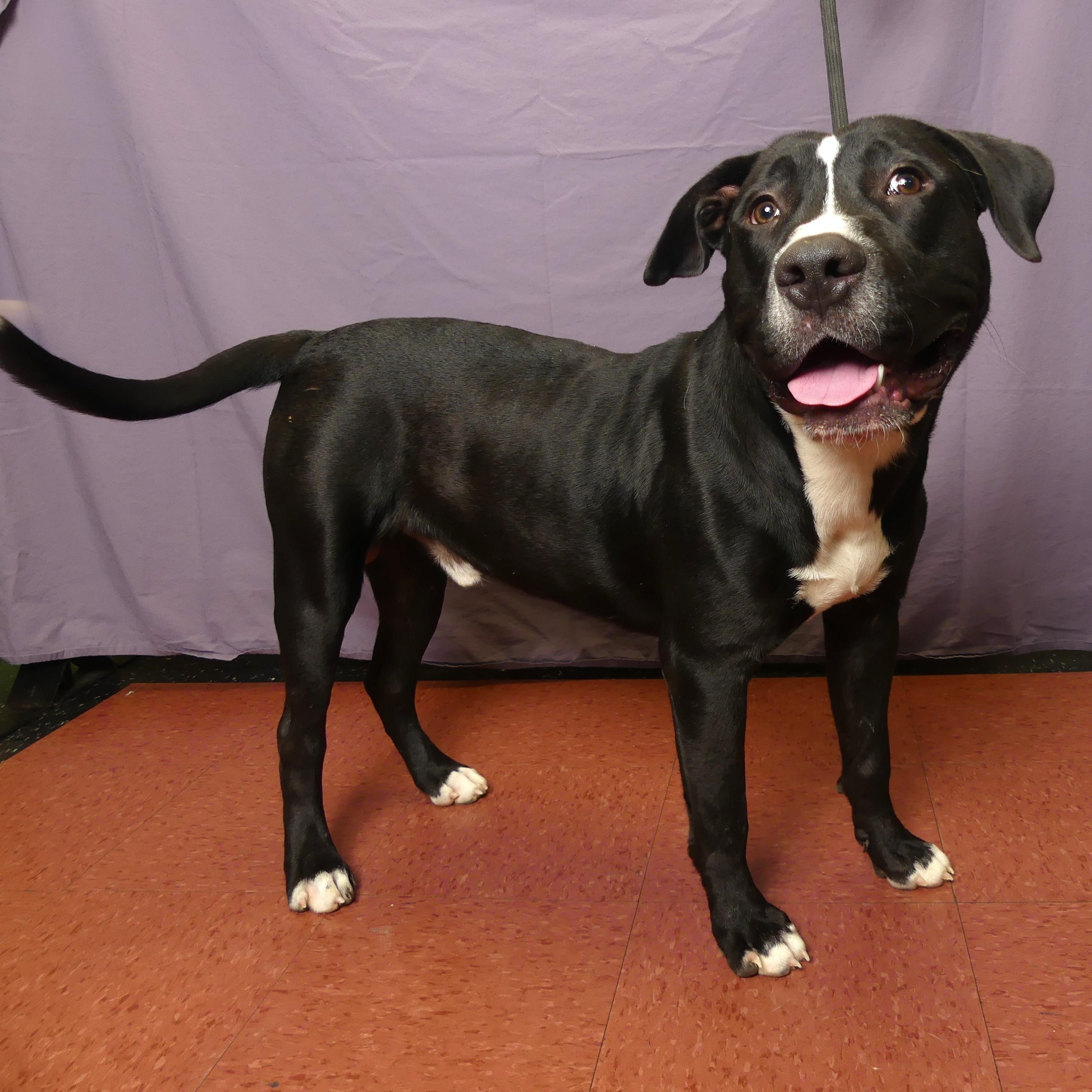 Enlarge RUFUS, a Adoptable mixed breed in Ukiah, CA image 5/5