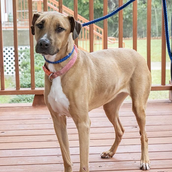 Enlarge Serafina, a ADOPTABLE Mixed Breed in Slidell, LA image 1/3
