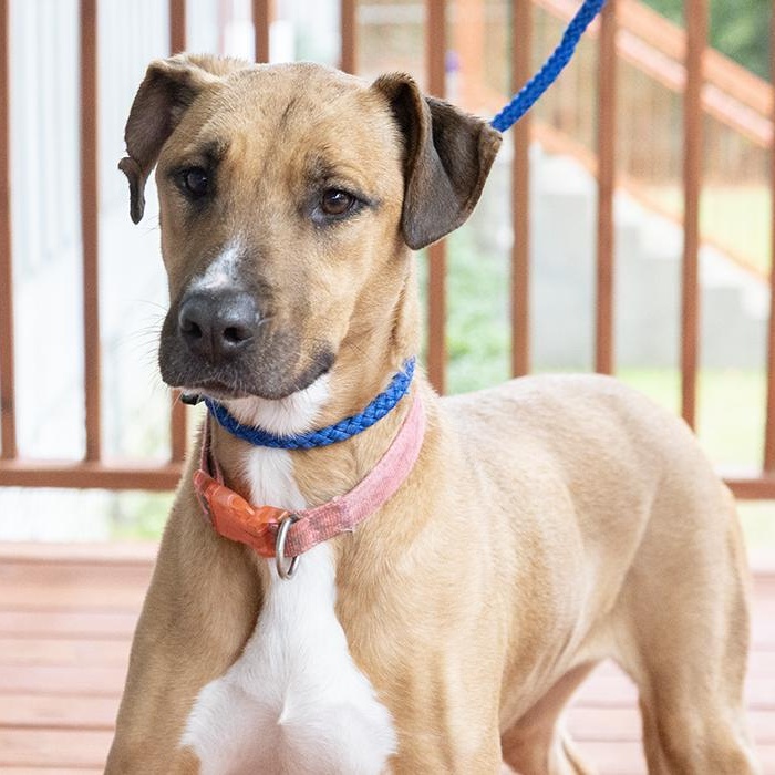 Enlarge Serafina, a ADOPTABLE Mixed Breed in Slidell, LA image 2/3