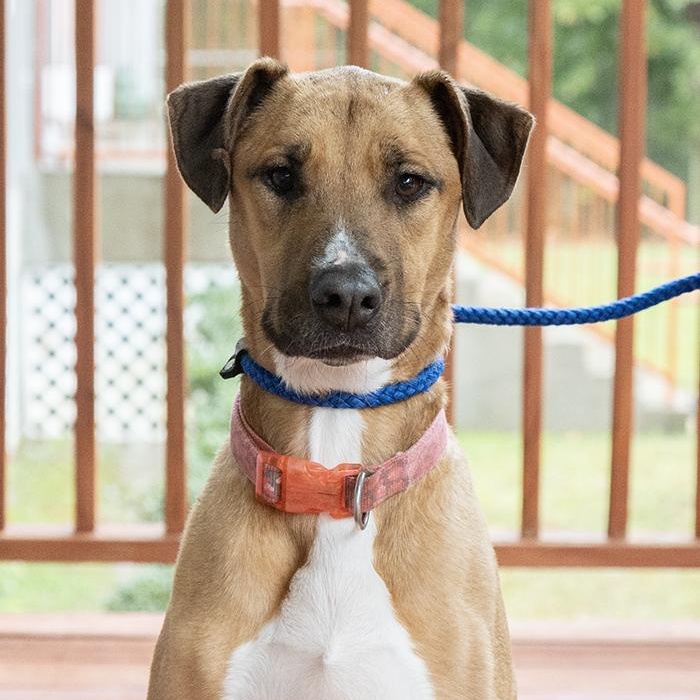 Enlarge Serafina, a ADOPTABLE Mixed Breed in Slidell, LA image 3/3