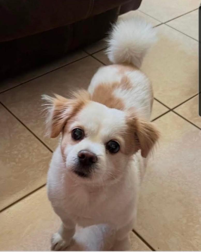 Enlarge Yuri, a Adoptable mixed breed in Fort Lauderdale, FL image 1/1