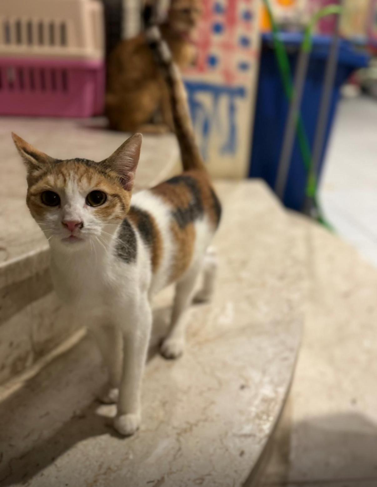 Amara, Adoptable, Young Female Domestic Short Hair.