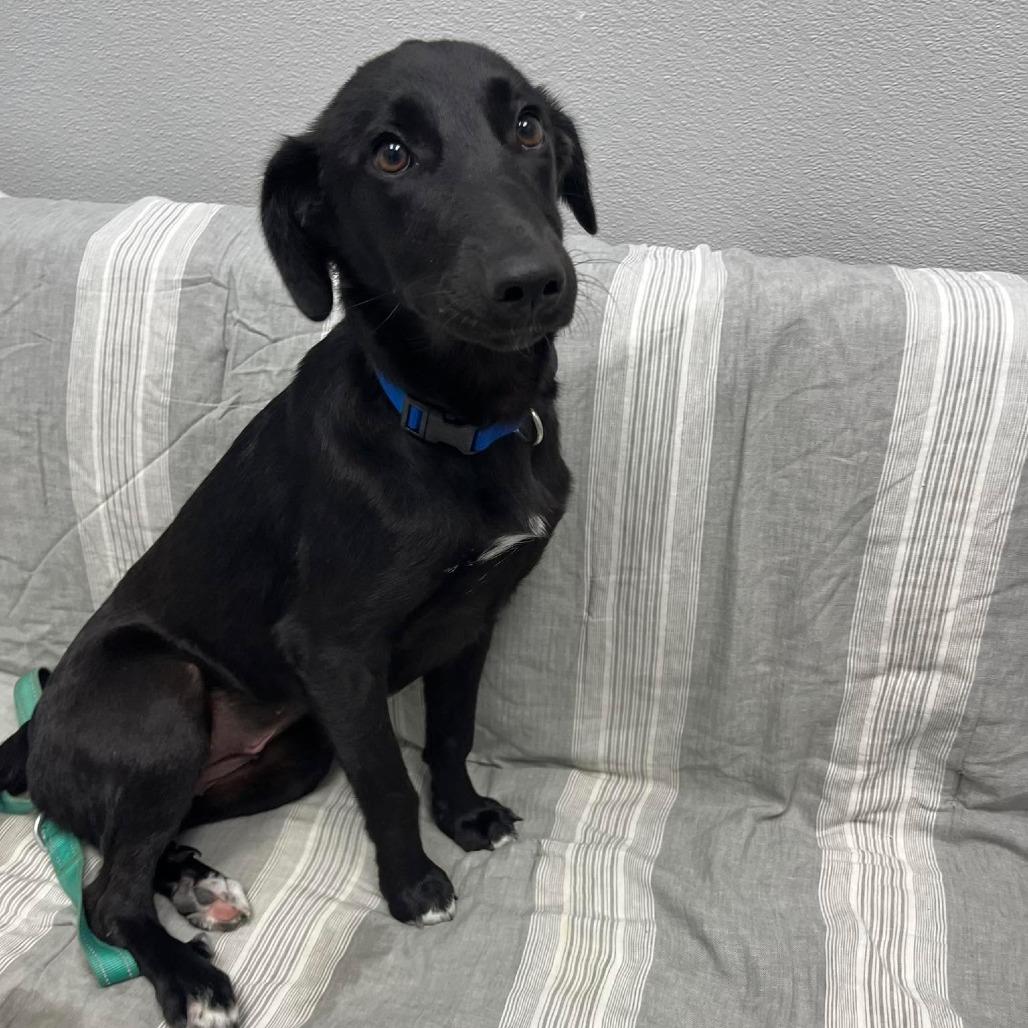 Ladybug, adopted, Puppy Female Border Collie & Mixed Breed.