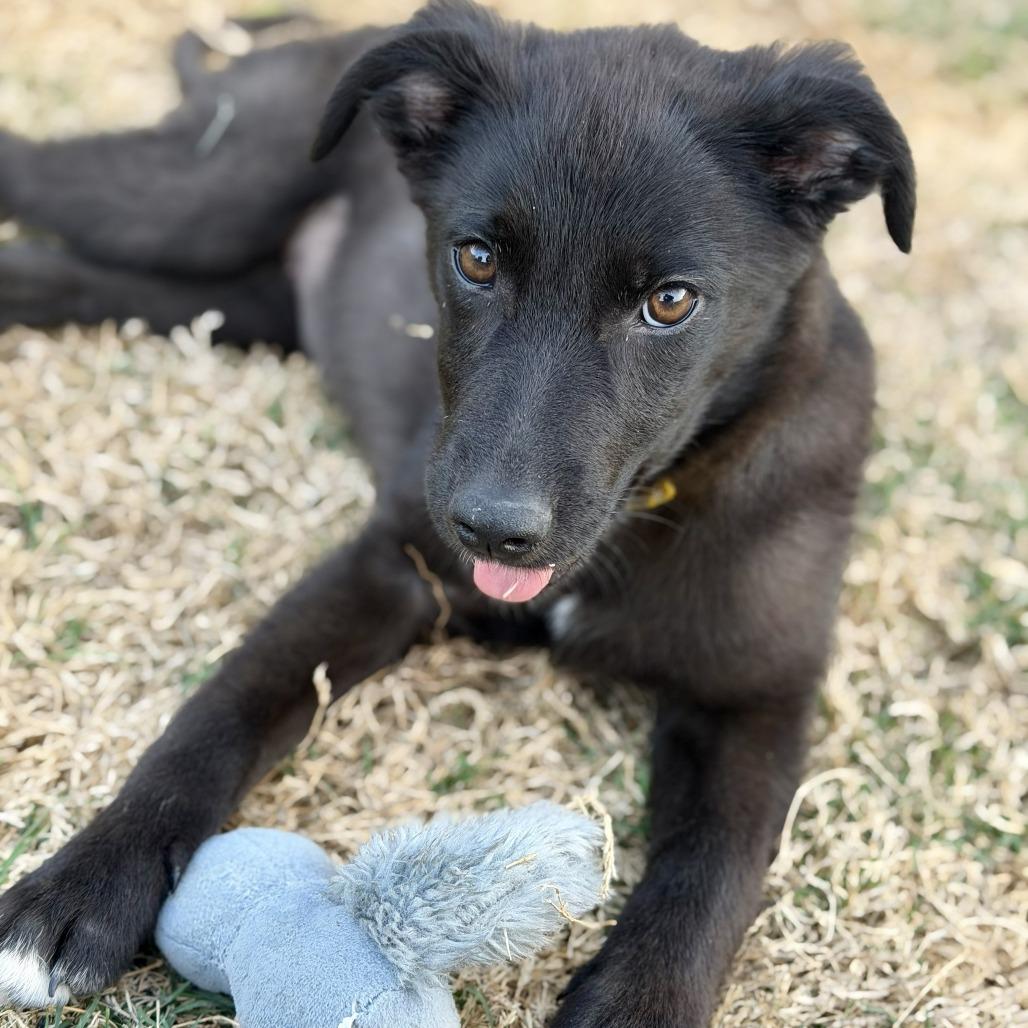 Ladybug, an adopted mixed breed in Monticello, IA image 4/4