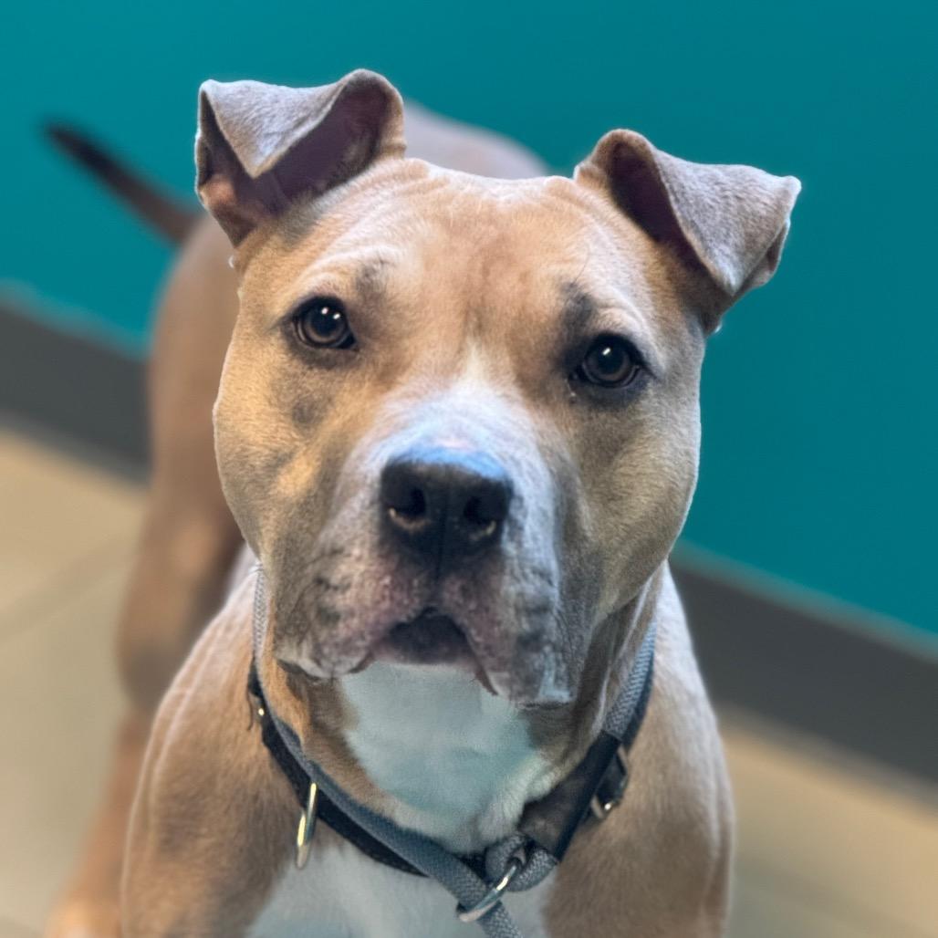 Enlarge Daphne, a Adoptable Pit Bull Terrier in Vineland, NJ image 1/4