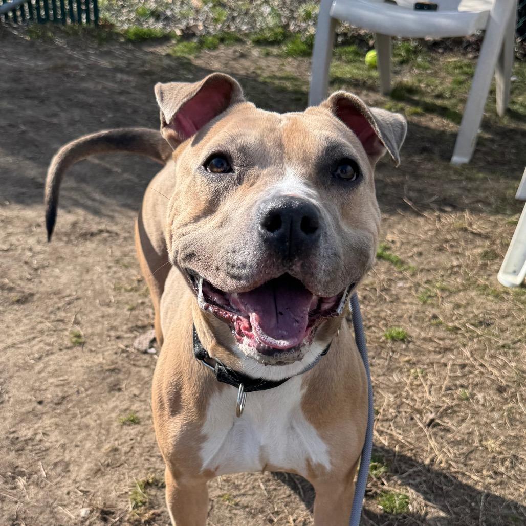 Enlarge Daphne, a Adoptable Pit Bull Terrier in Vineland, NJ image 2/4