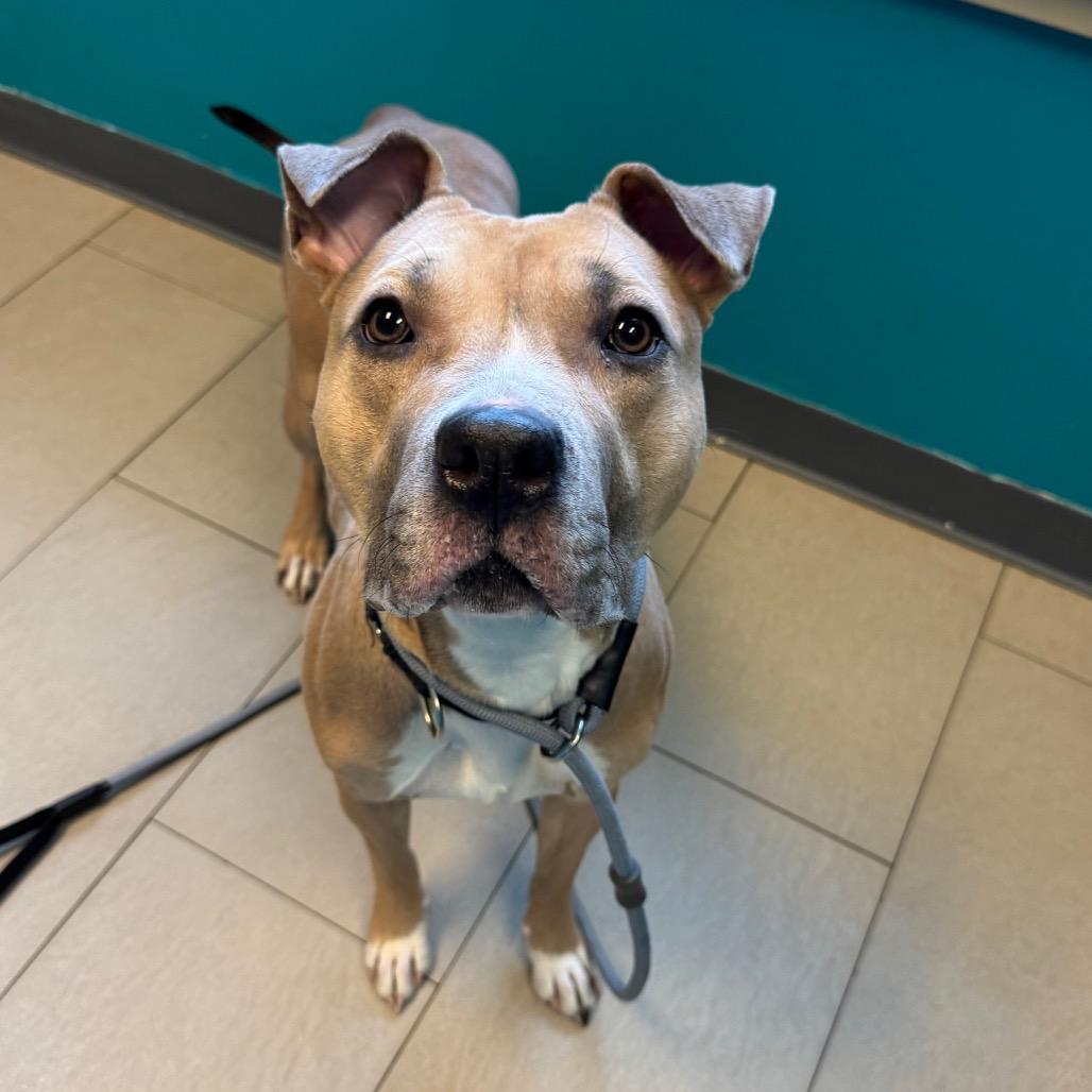 Enlarge Daphne, a Adoptable Pit Bull Terrier in Vineland, NJ image 3/4