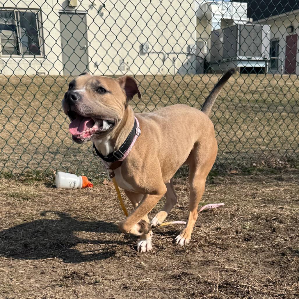 Enlarge Daphne, a Adoptable Pit Bull Terrier in Vineland, NJ image 4/4