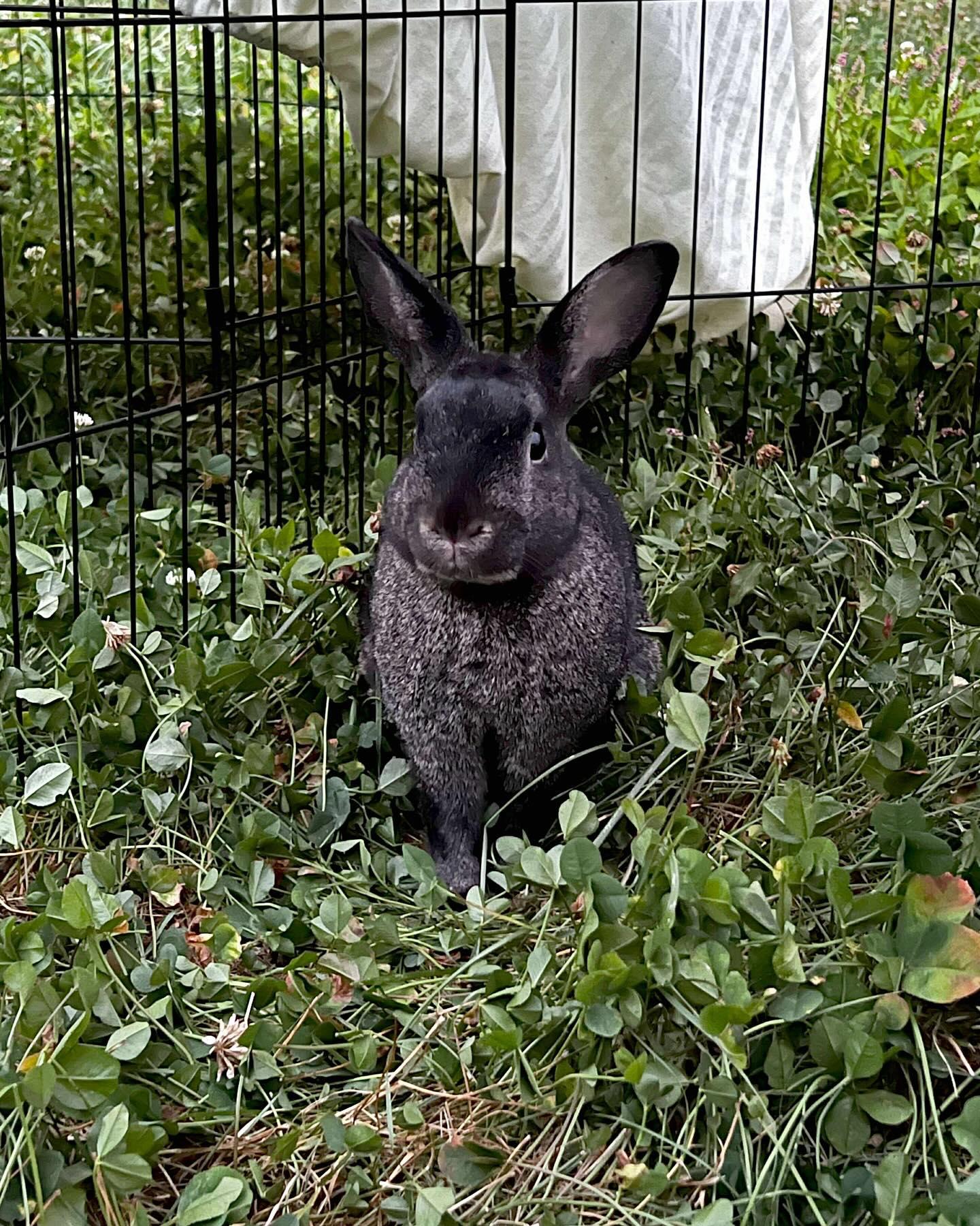 Gibson, a Adoptable mixed breed in Norway, ME image 3/5