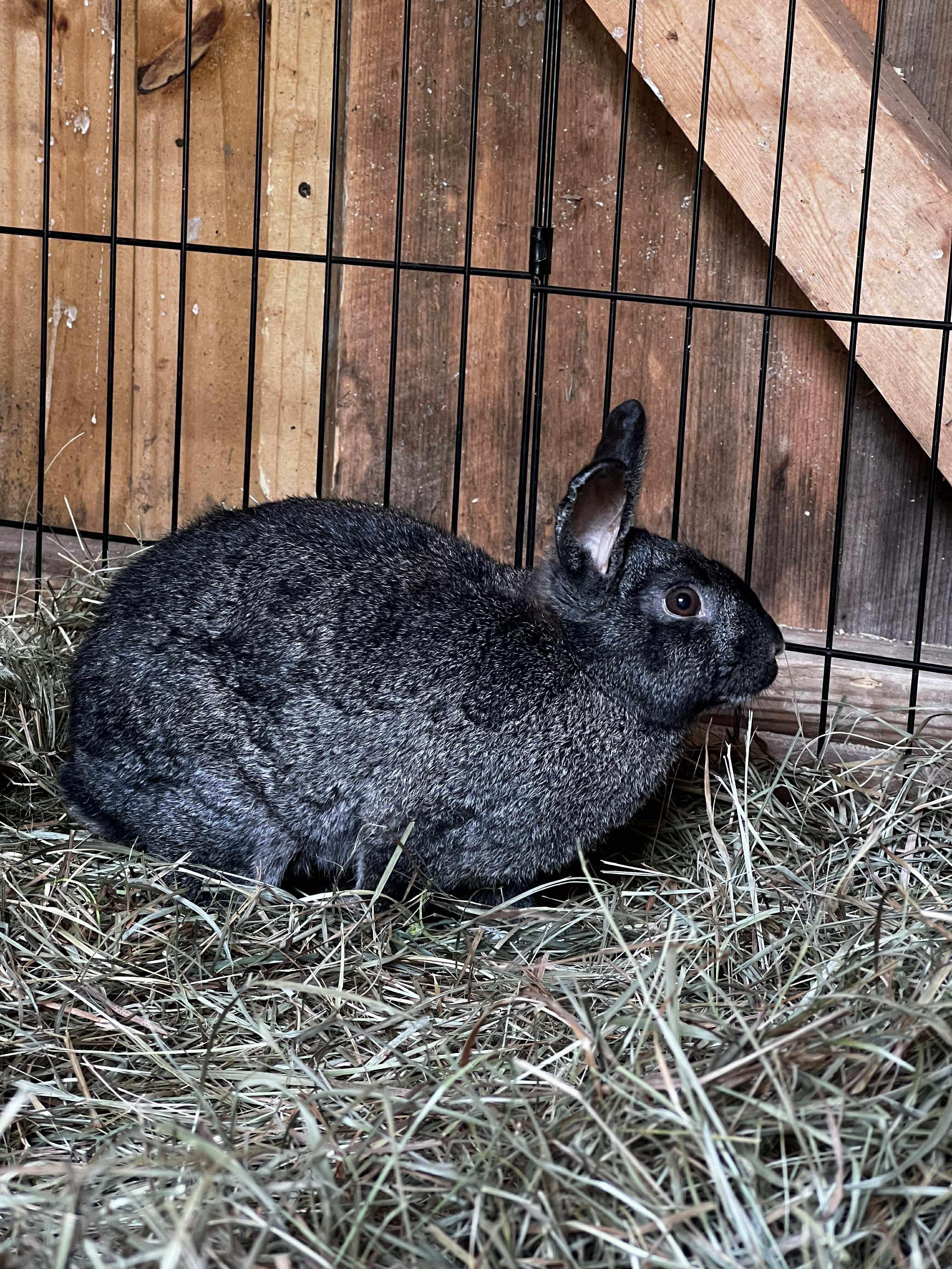 Gibson, a Adoptable mixed breed in Norway, ME image 2/5