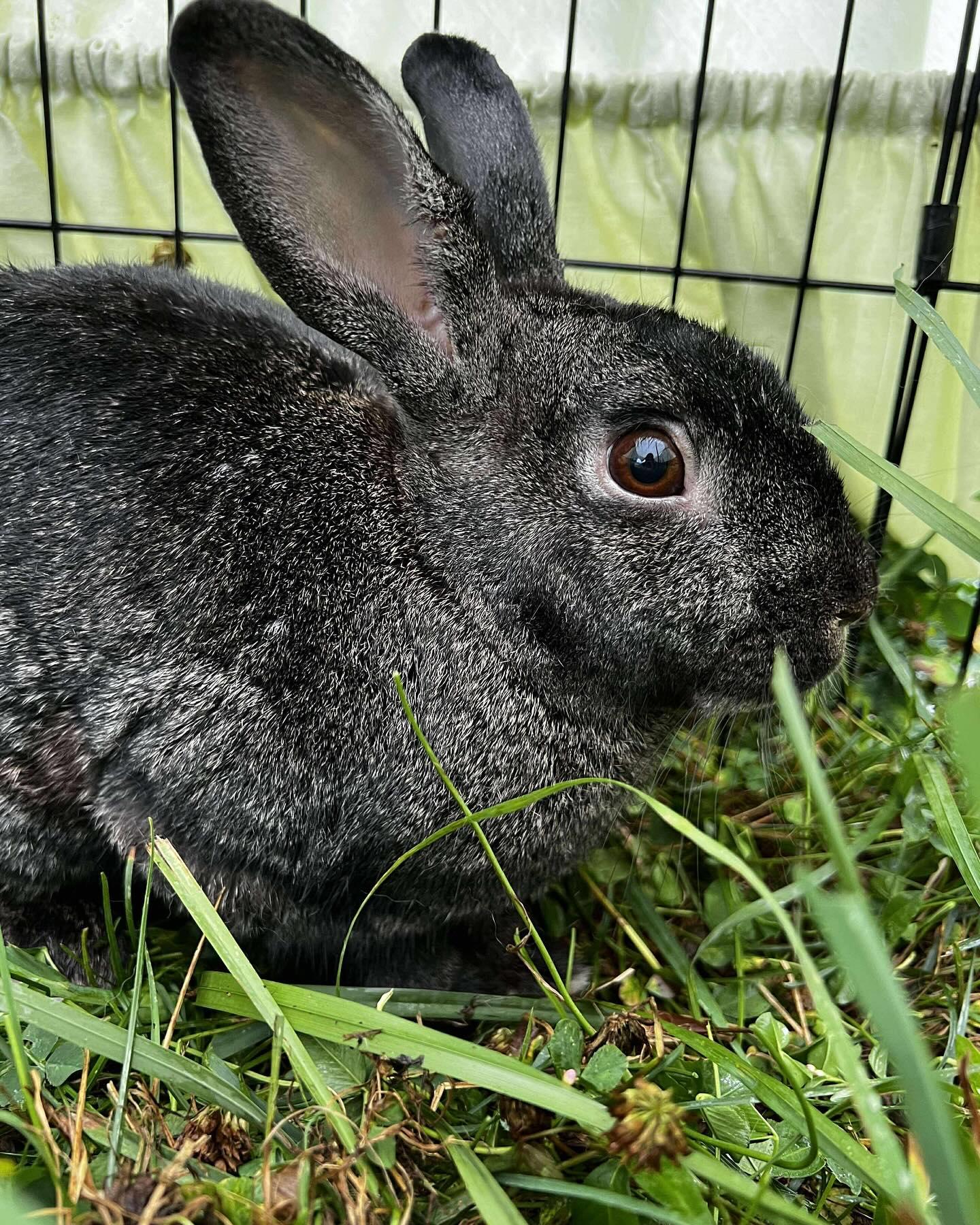 Gibson, a Adoptable mixed breed in Norway, ME image 4/5