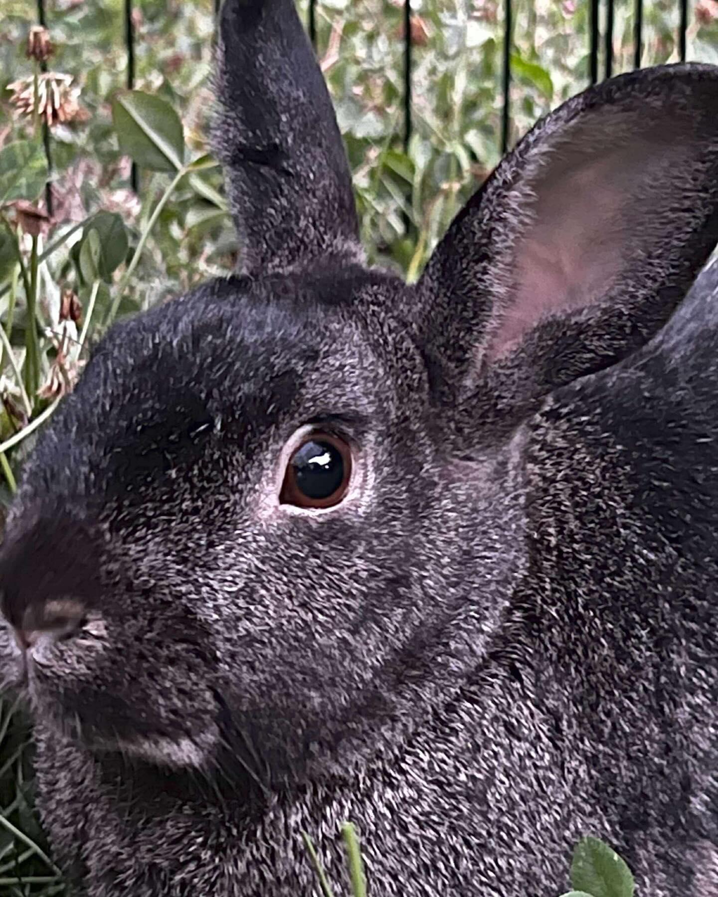 Gibson, Adoptable, Adult Male Bunny Rabbit.
