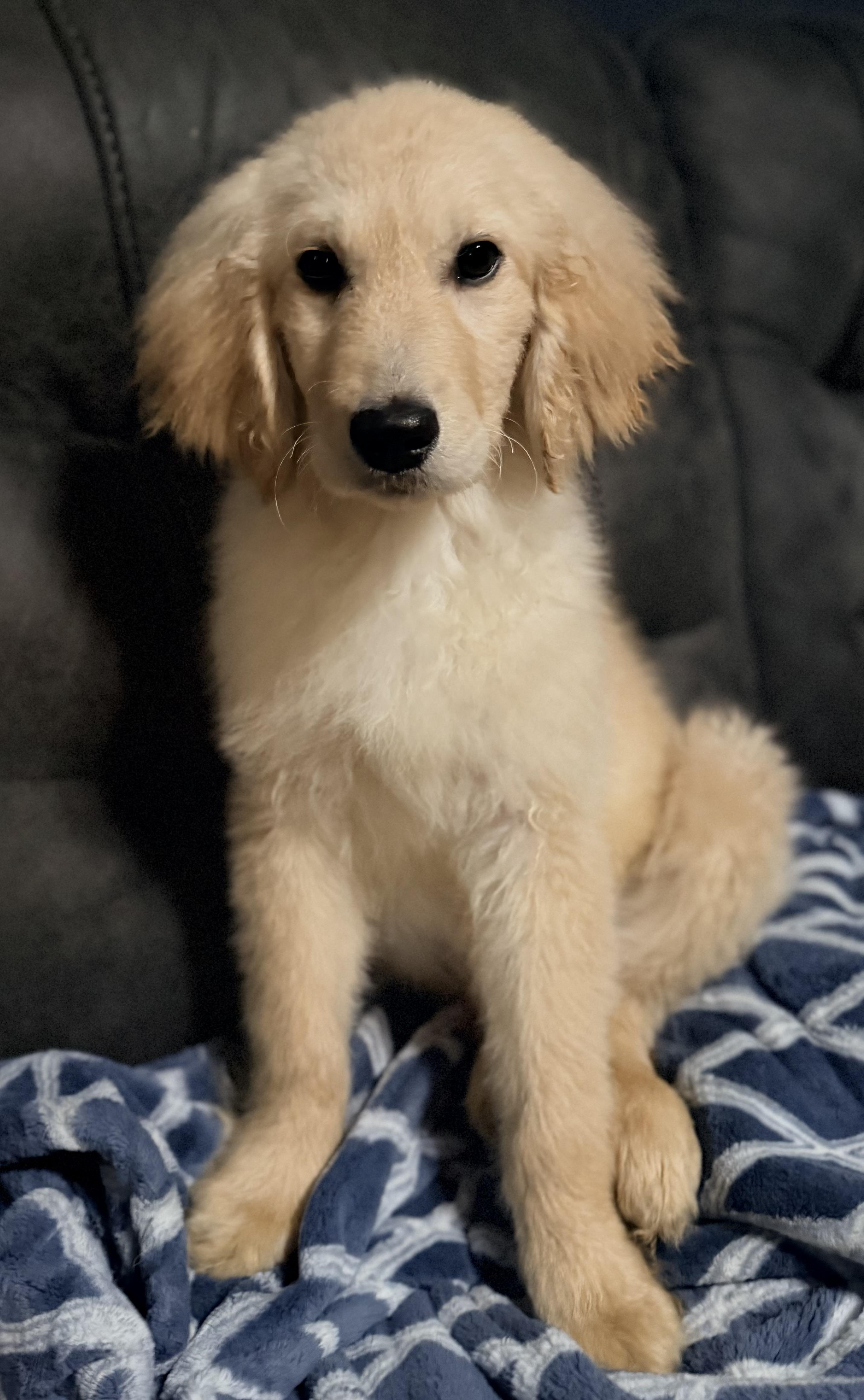 Enlarge Sandy, a Adoptable mixed breed in Yuba City, CA image 2/3