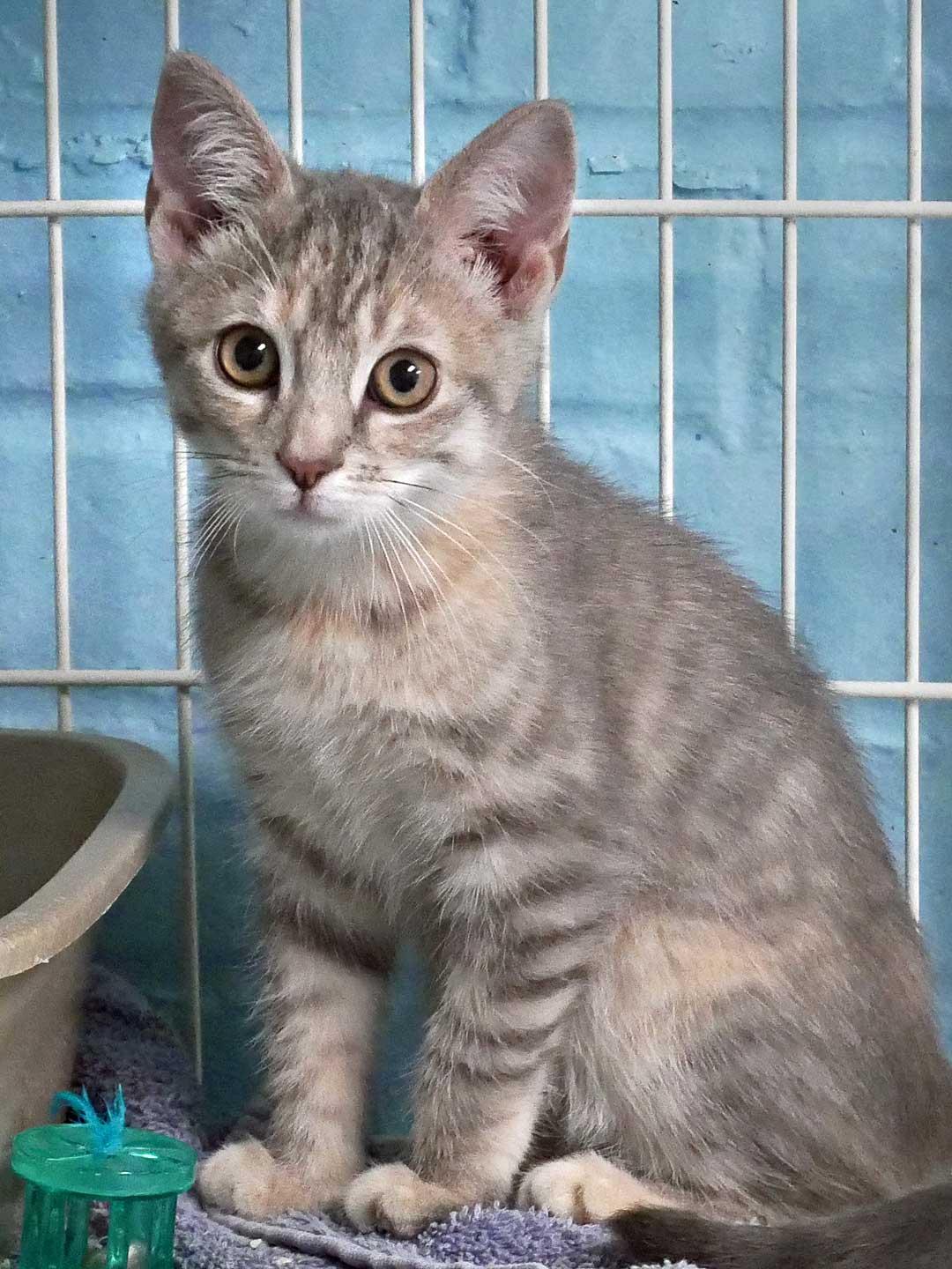 Lily, adopted, Kitten Female Domestic Short Hair.