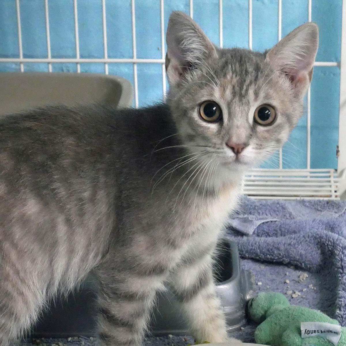 Lily, an adopted Domestic Short Hair in Bloomingdale, NJ image 2/5