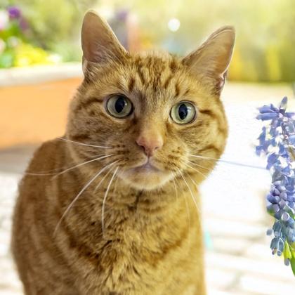 Enlarge Winston (URINARY FOOD), a Adoptable mixed breed in Camano Island, WA image 1/1