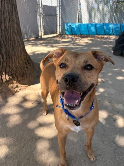 Enlarge CHONKERS, a Adoptable mixed breed in Sacramento, CA image 1/1