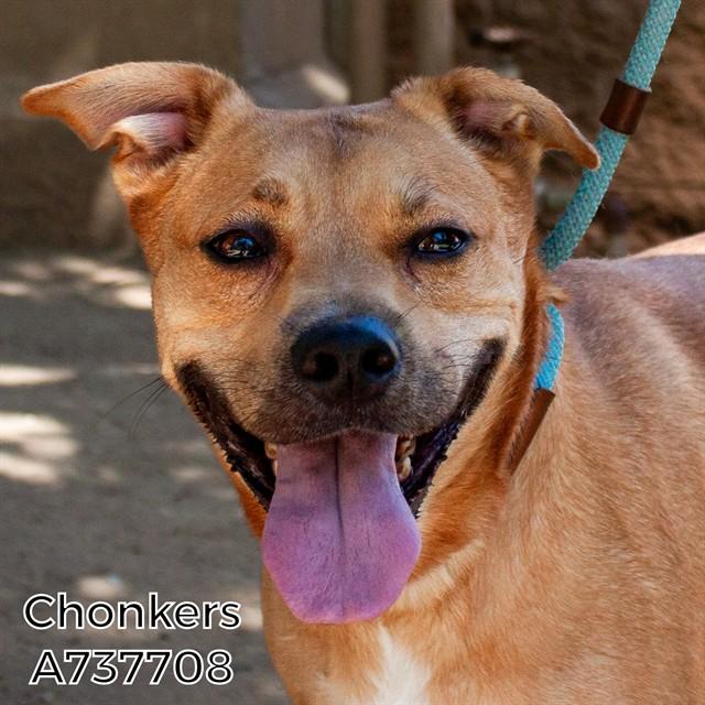 CHONKERS, Adoptable, Adult Male Pit Bull Terrier & Mixed Breed.